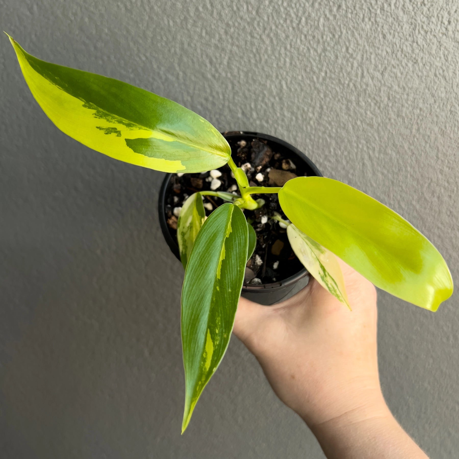 philodendron temptation variegated Buy Philodendron Domesticum Variegata