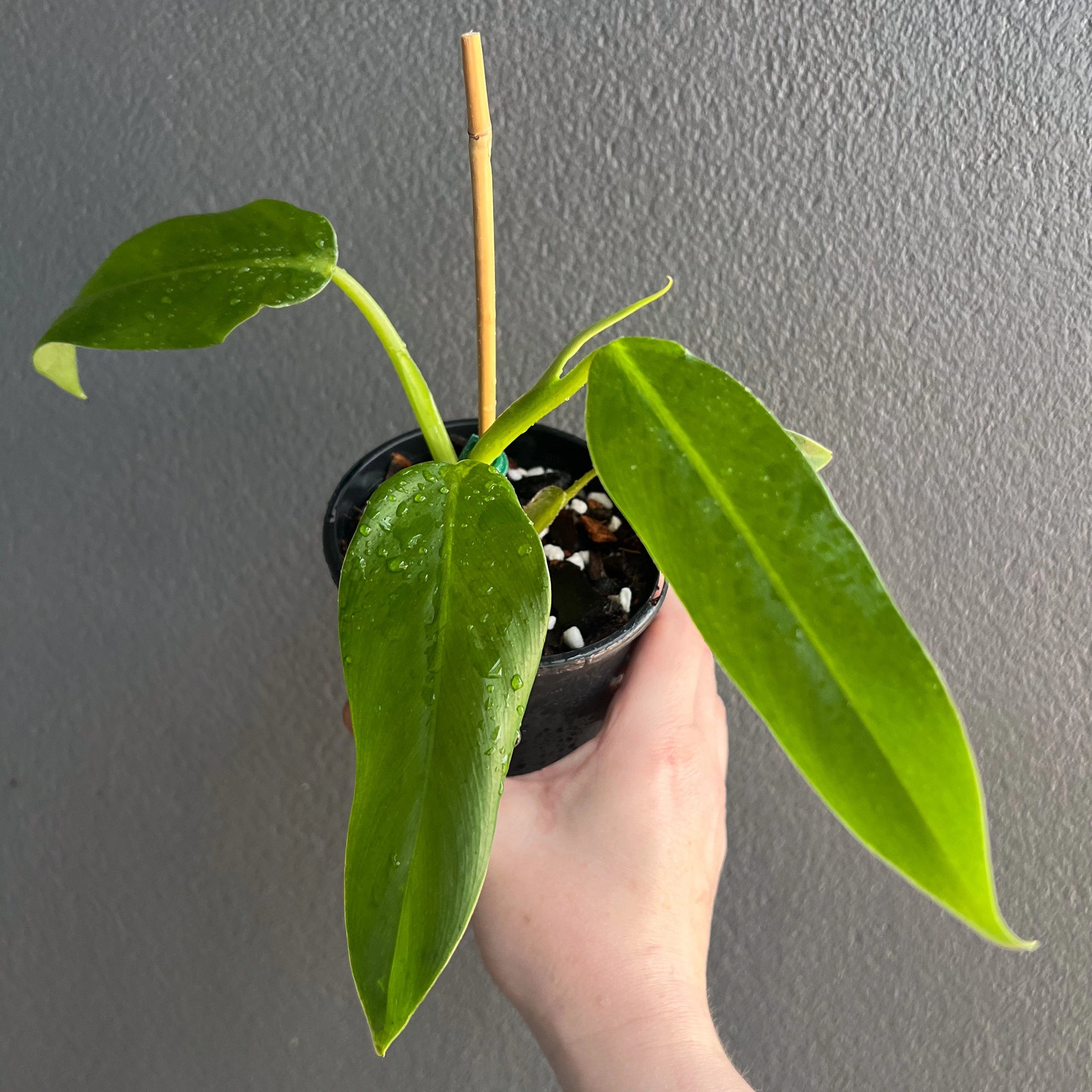 philodendron spade Buy Philodendron Domesticum