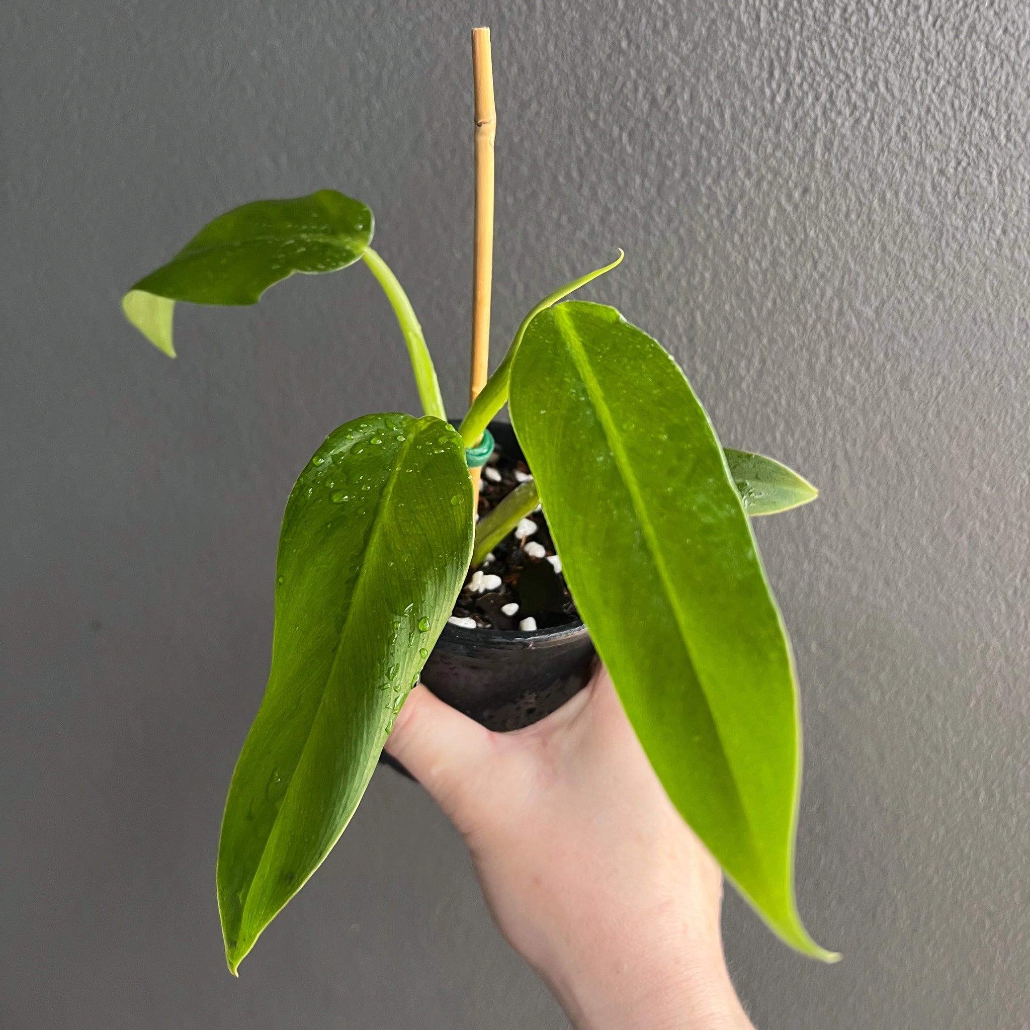 Buy Philodendron Domesticum