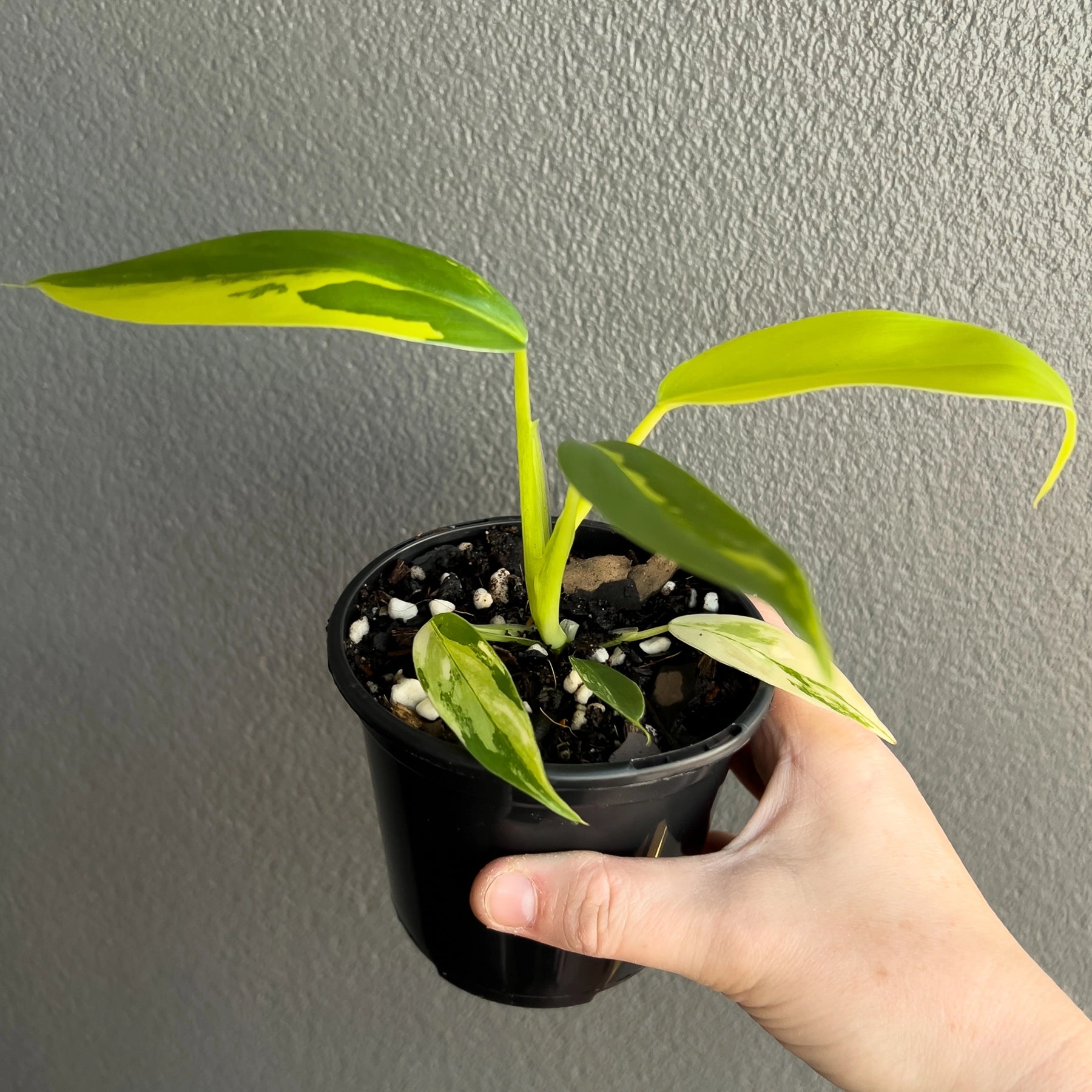 Buy Philodendron Domesticum Variegata