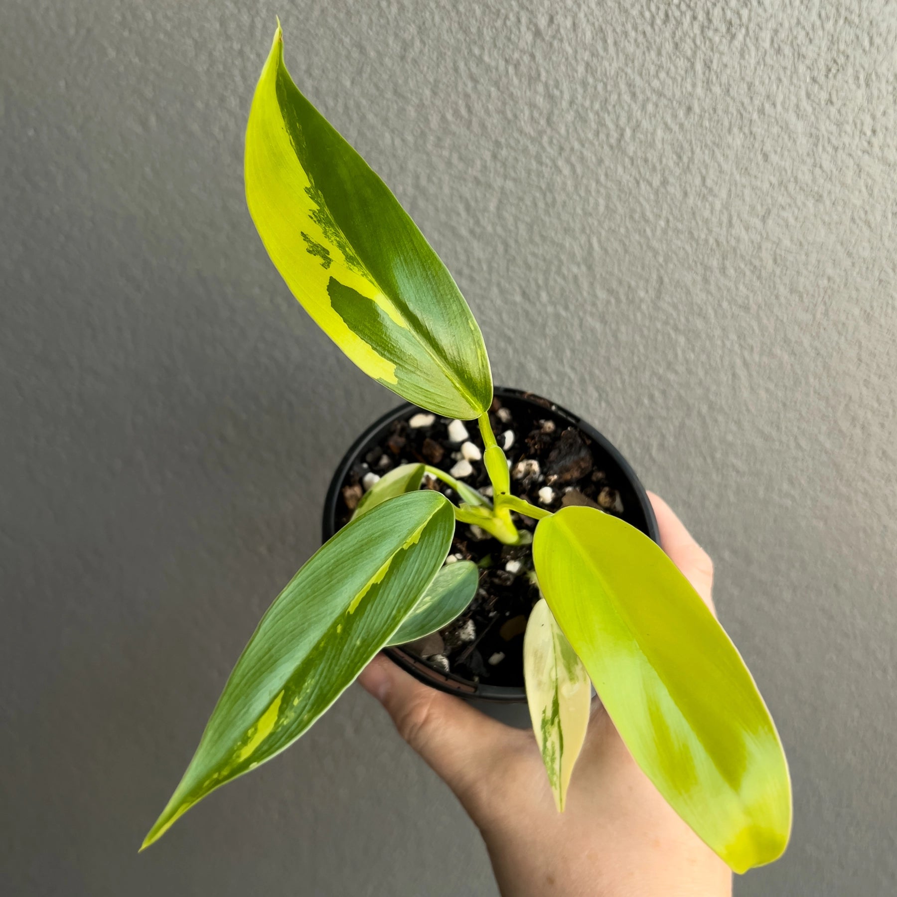 philodendron domesticum australia Buy Philodendron Domesticum Variegata