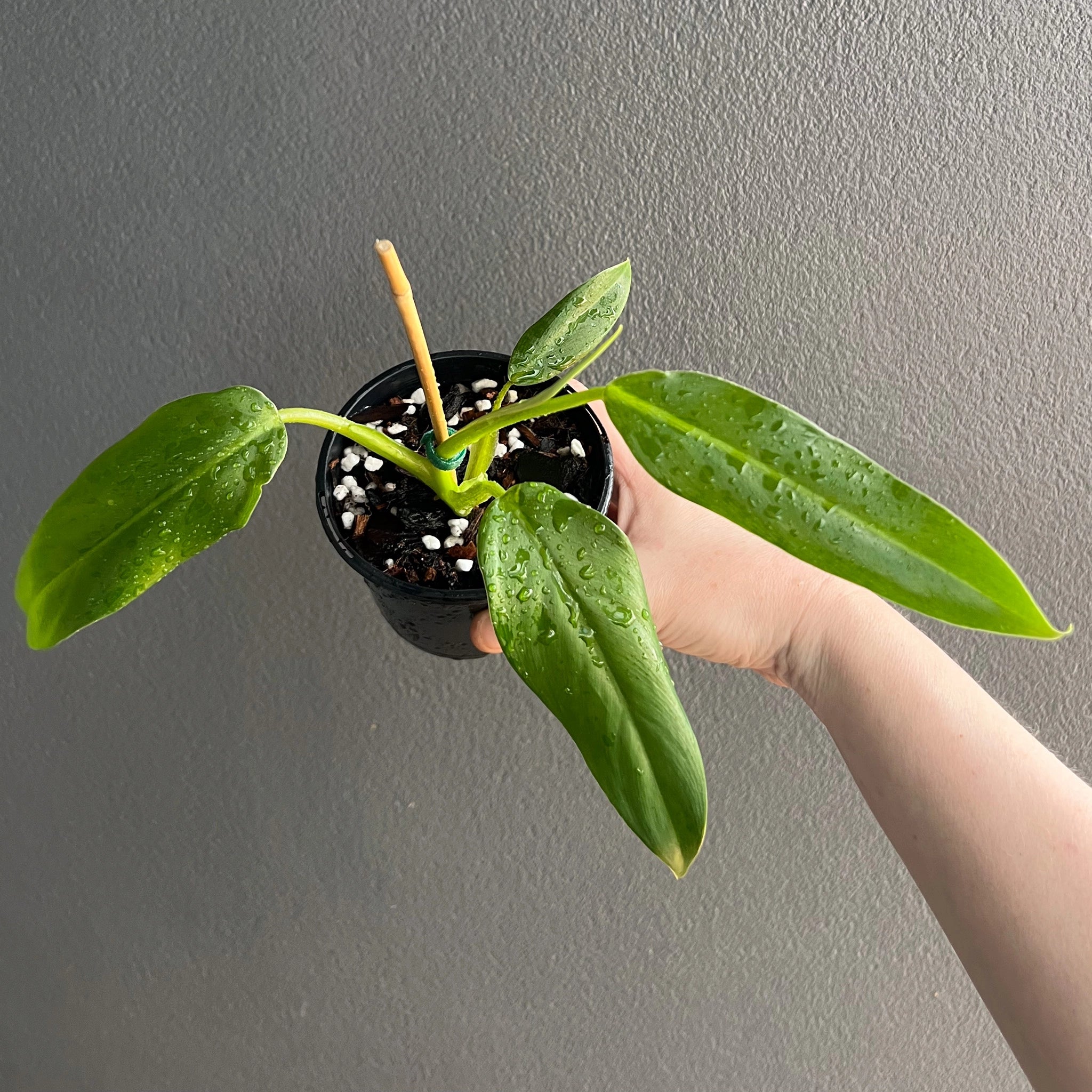 philodendron domesticum australia Buy Philodendron Domesticum