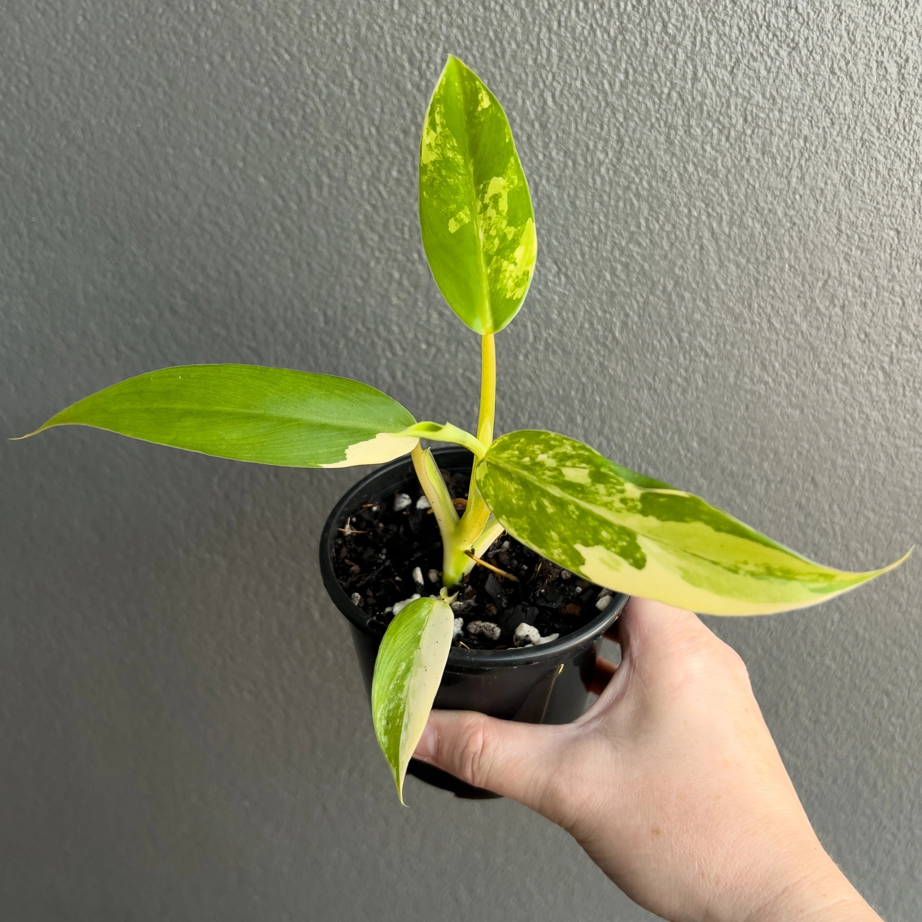 philodendron domesticum variegata Buy Philodendron Domesticum Variegata