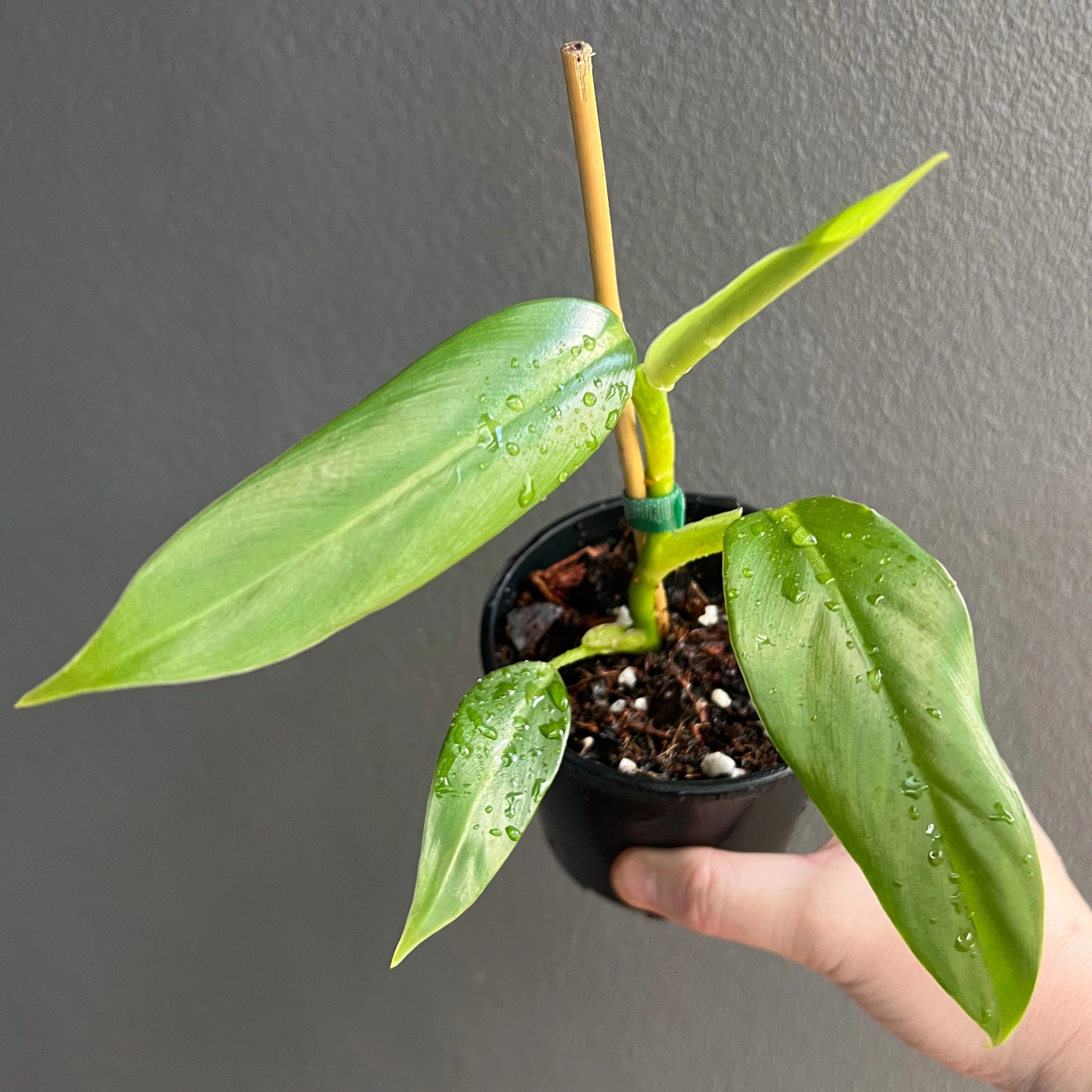 philodendron domesticum origin Buy Philodendron Domesticum
