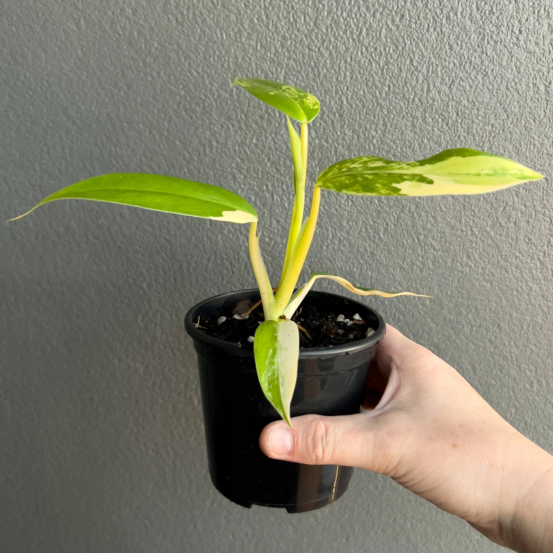 philodendron domesticum variegatum what soil Buy Philodendron Domesticum Variegata