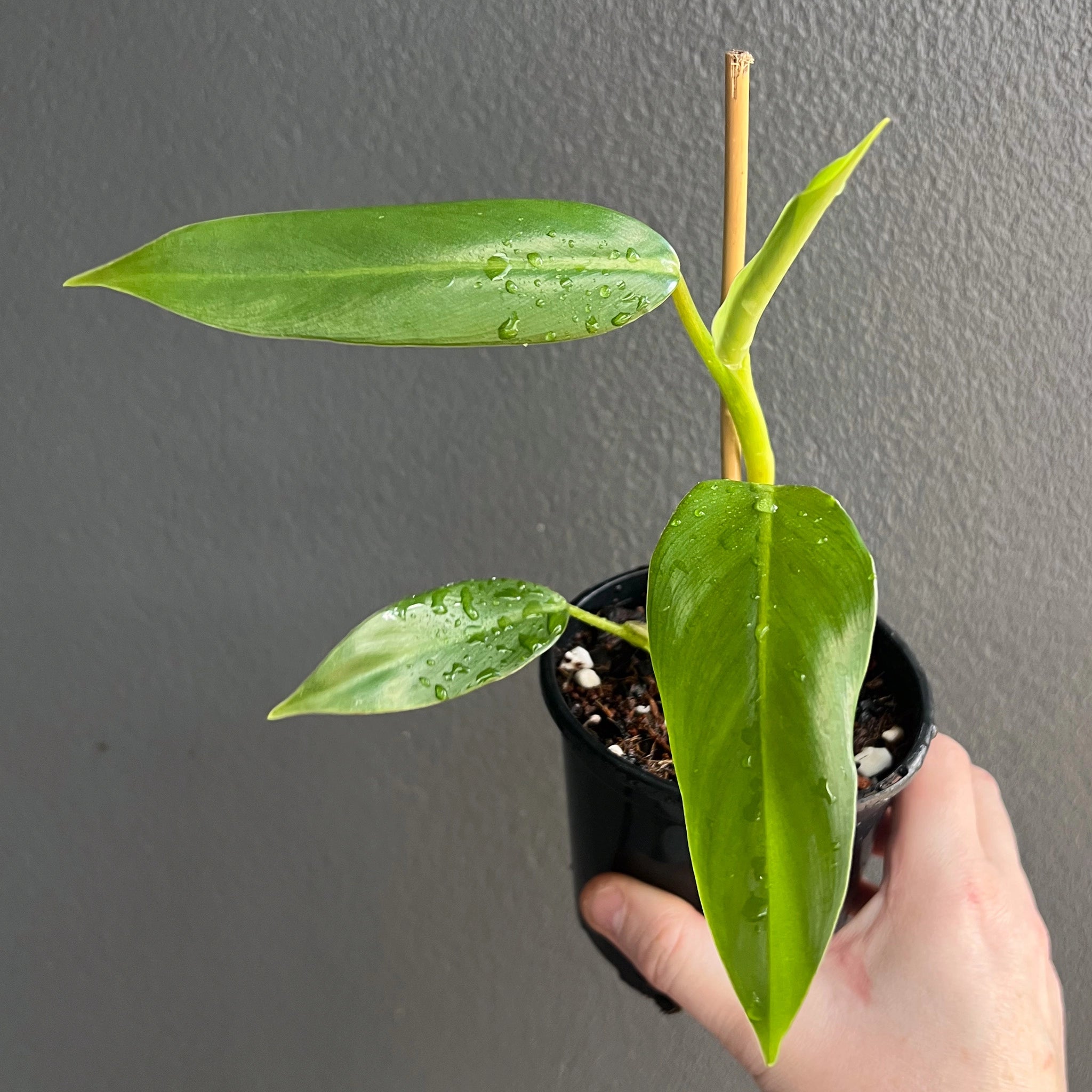 philodendron for sale melbourne Buy Philodendron Domesticum