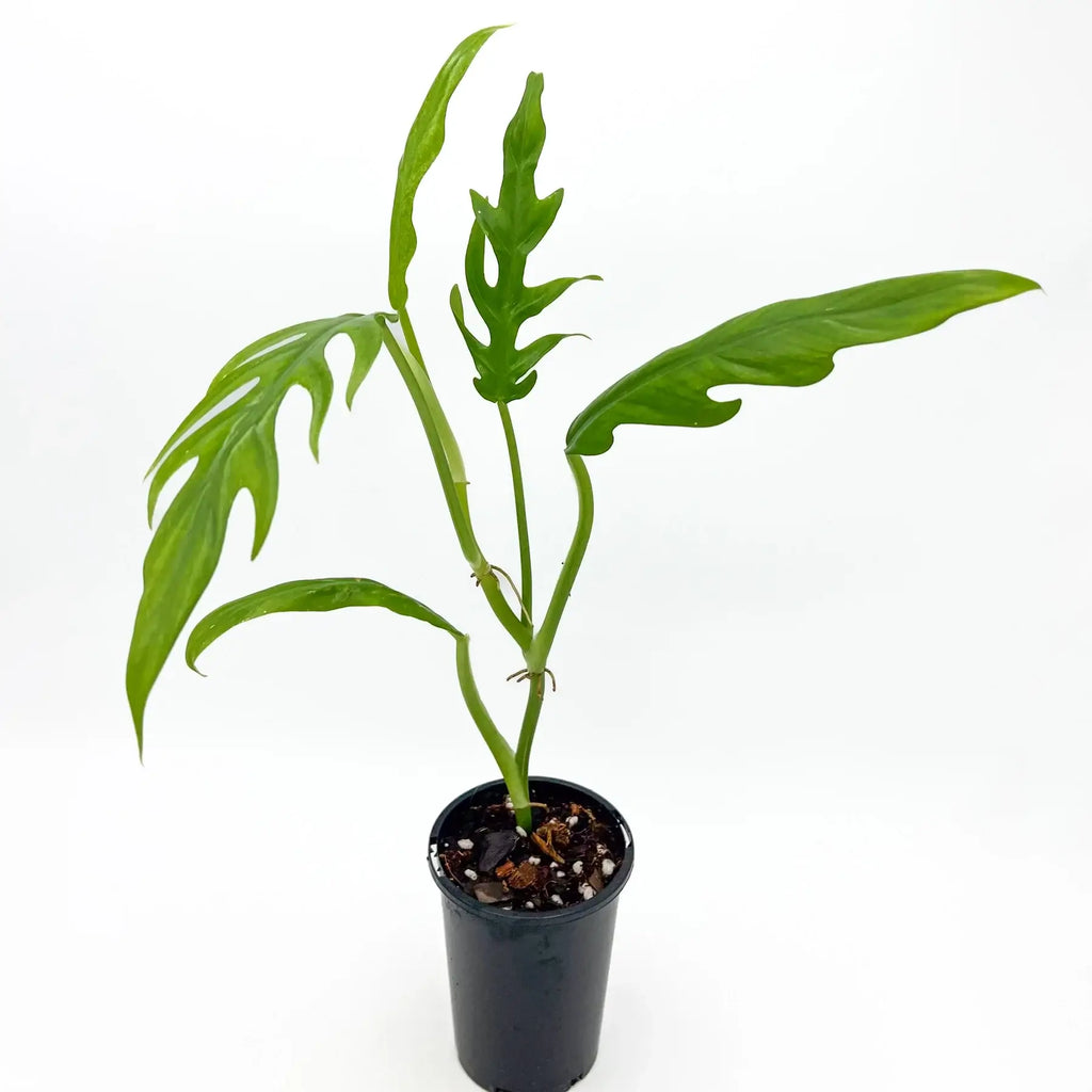 Philodendron elegans, also known as Skeleton Key, in a black pot with glossy green, multi-lobed leaves. Chalet Boutique, Australia.