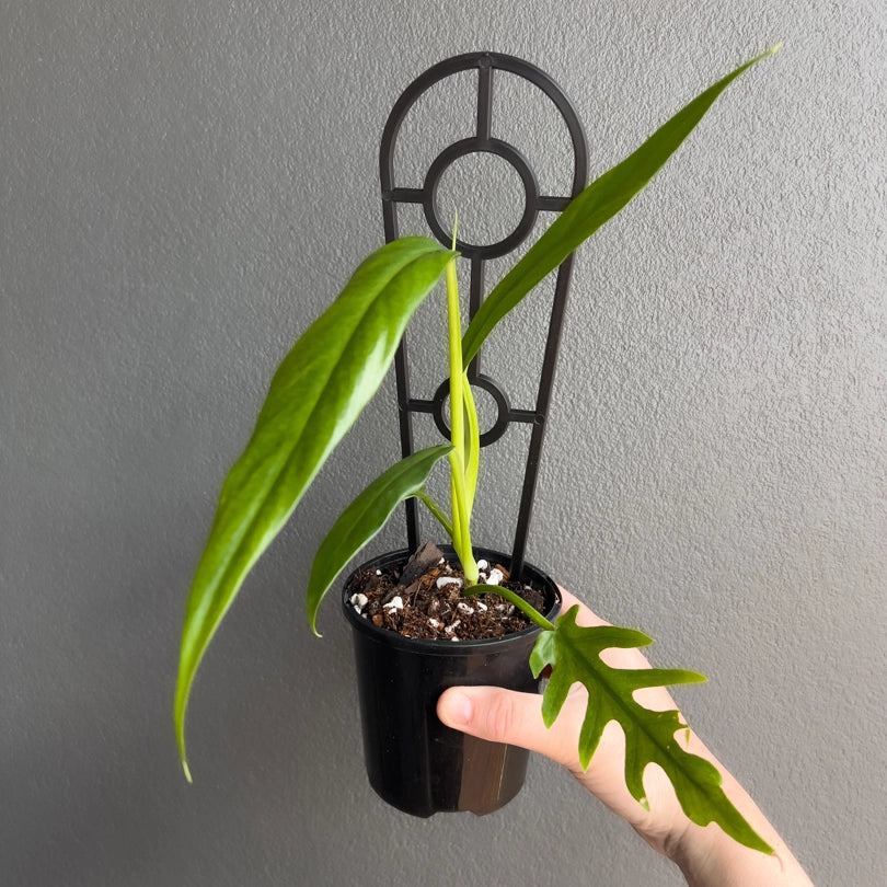 Philodendron elegans vine held upright showing intricate split leaf pattern and healthy new growth.