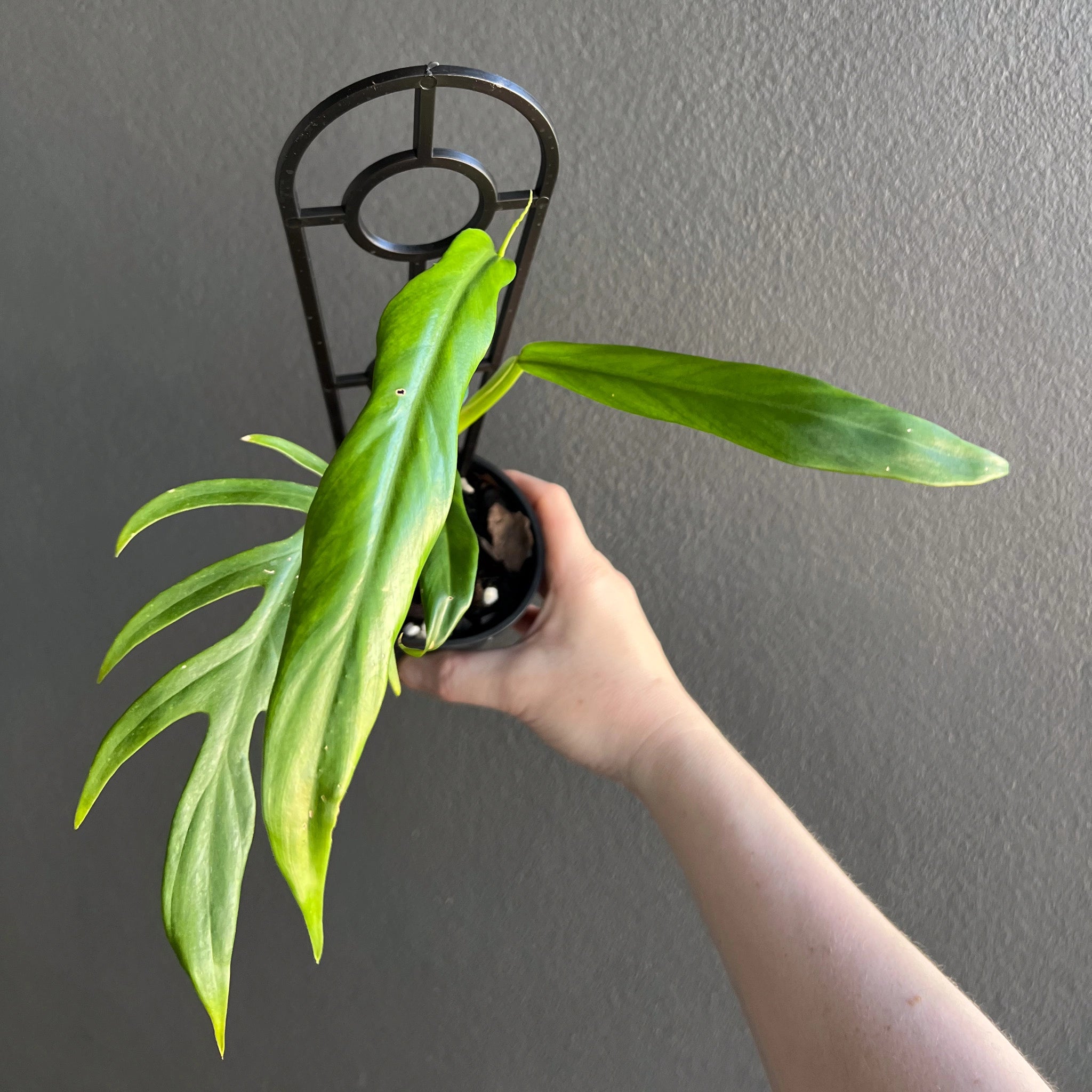 Buy Philodendron Elegans