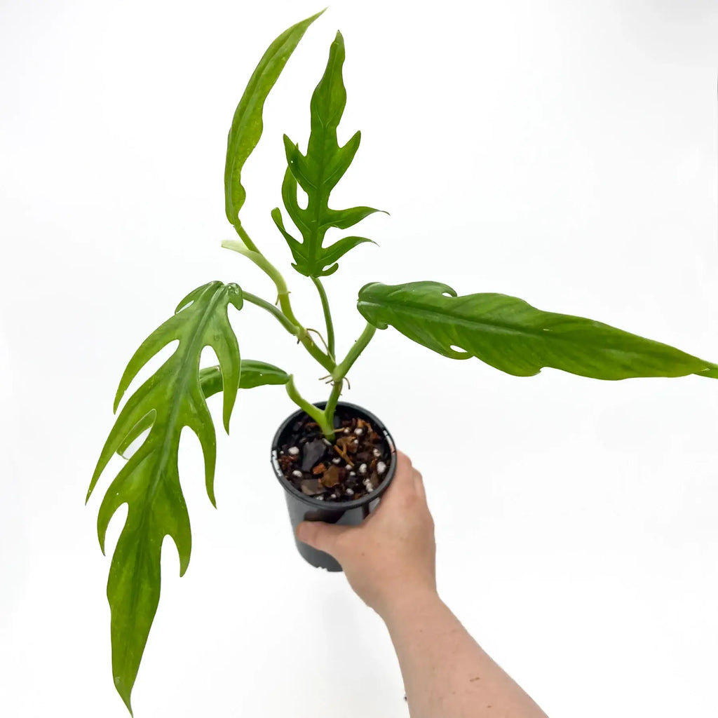 Philodendron elegans indoor plant in hand, showcasing glossy multi-lobed leaves, available at Chalet Boutique, Australia.