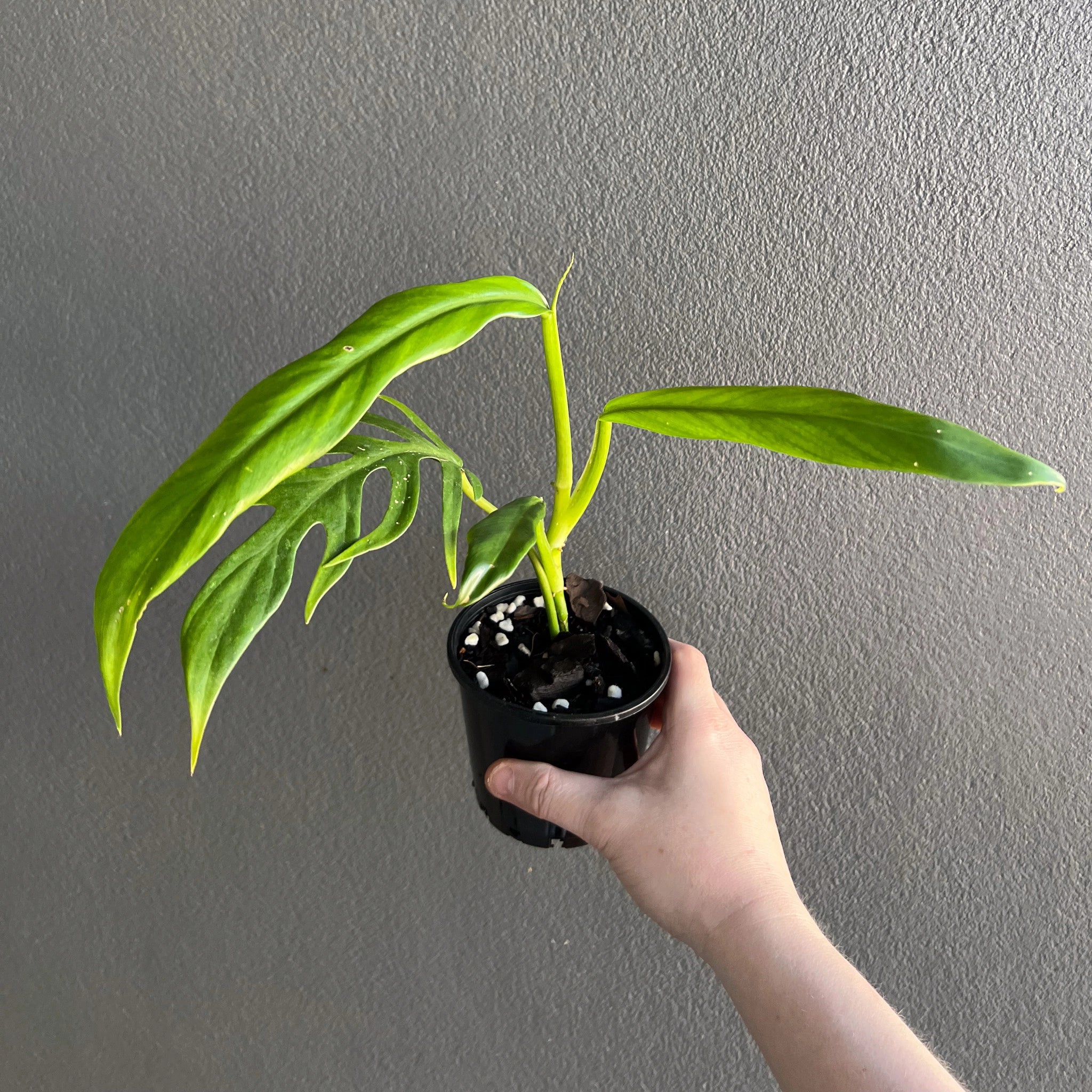 Buy Philodendron Elegans