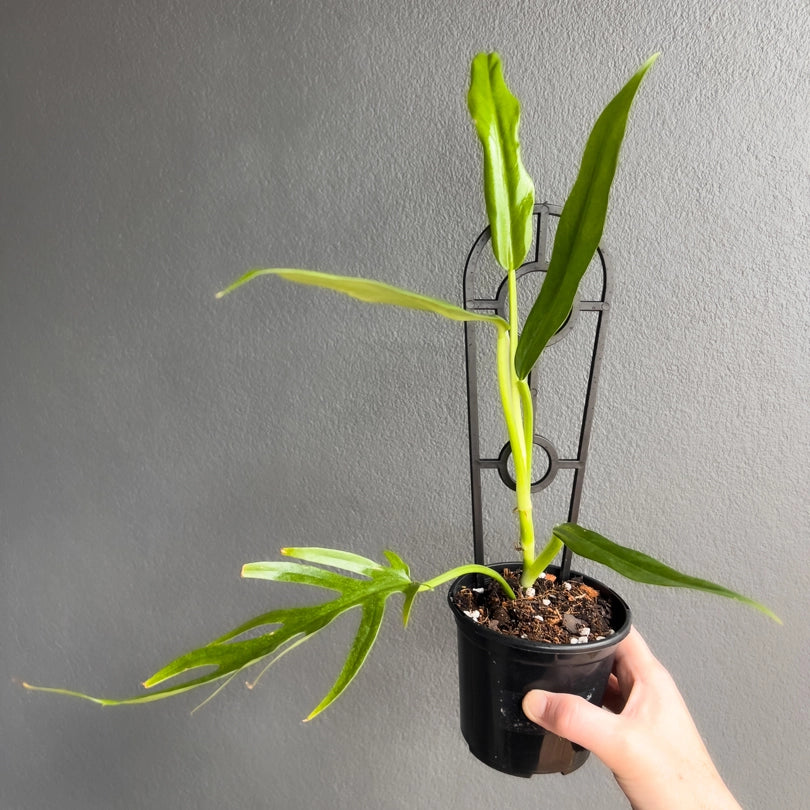 Close-up of a Philodendron elegans leaf showing symmetrical lobes and defined central vein under natural light.