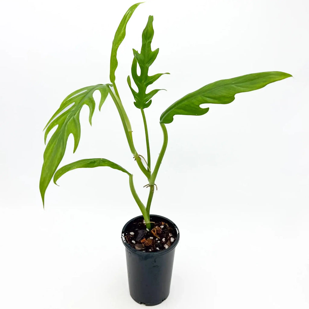 Philodendron elegans in a black pot, showcasing glossy multi-lobed leaves, perfect for indoor plant enthusiasts. Chalet Boutique, Australia.