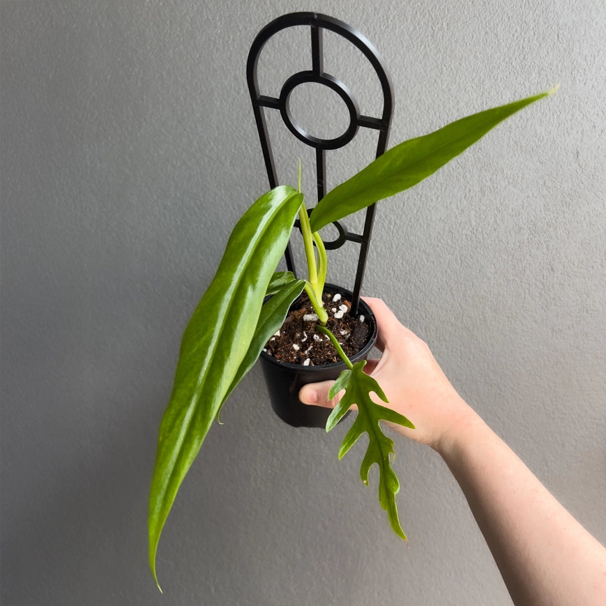 Person holding a potted Philodendron elegans with upright stems and finely cut lobed leaves. Trusted indoor plant shop Australia.