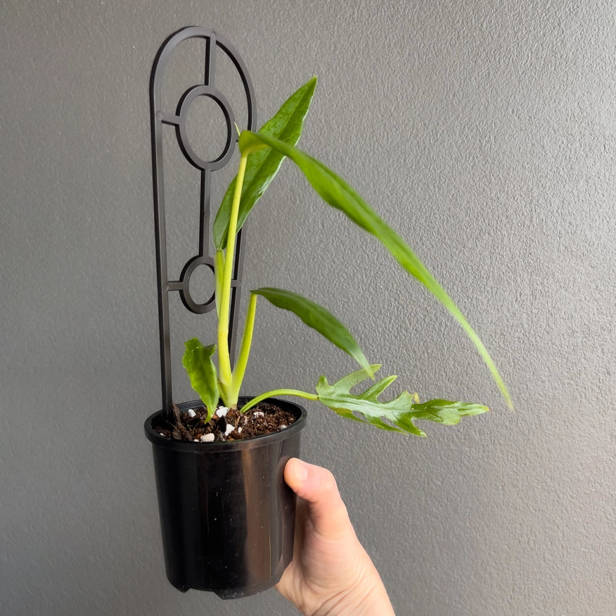 philodendron elegans australia Buy Philodendron Elegans