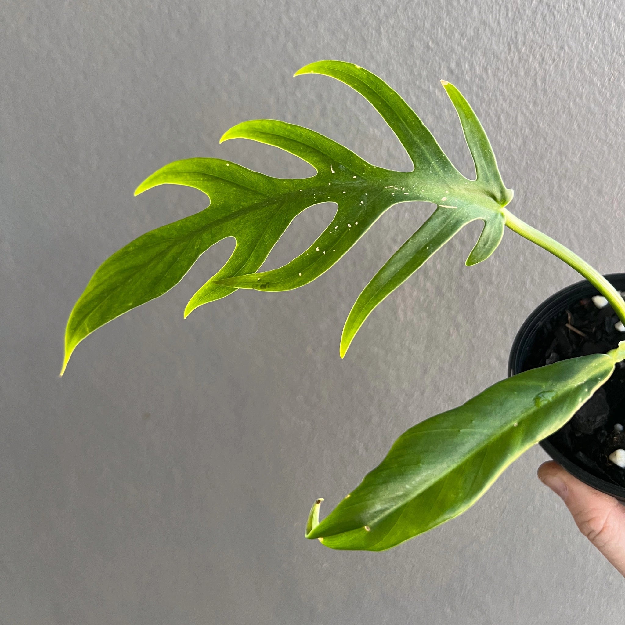 Buy Philodendron Elegans
