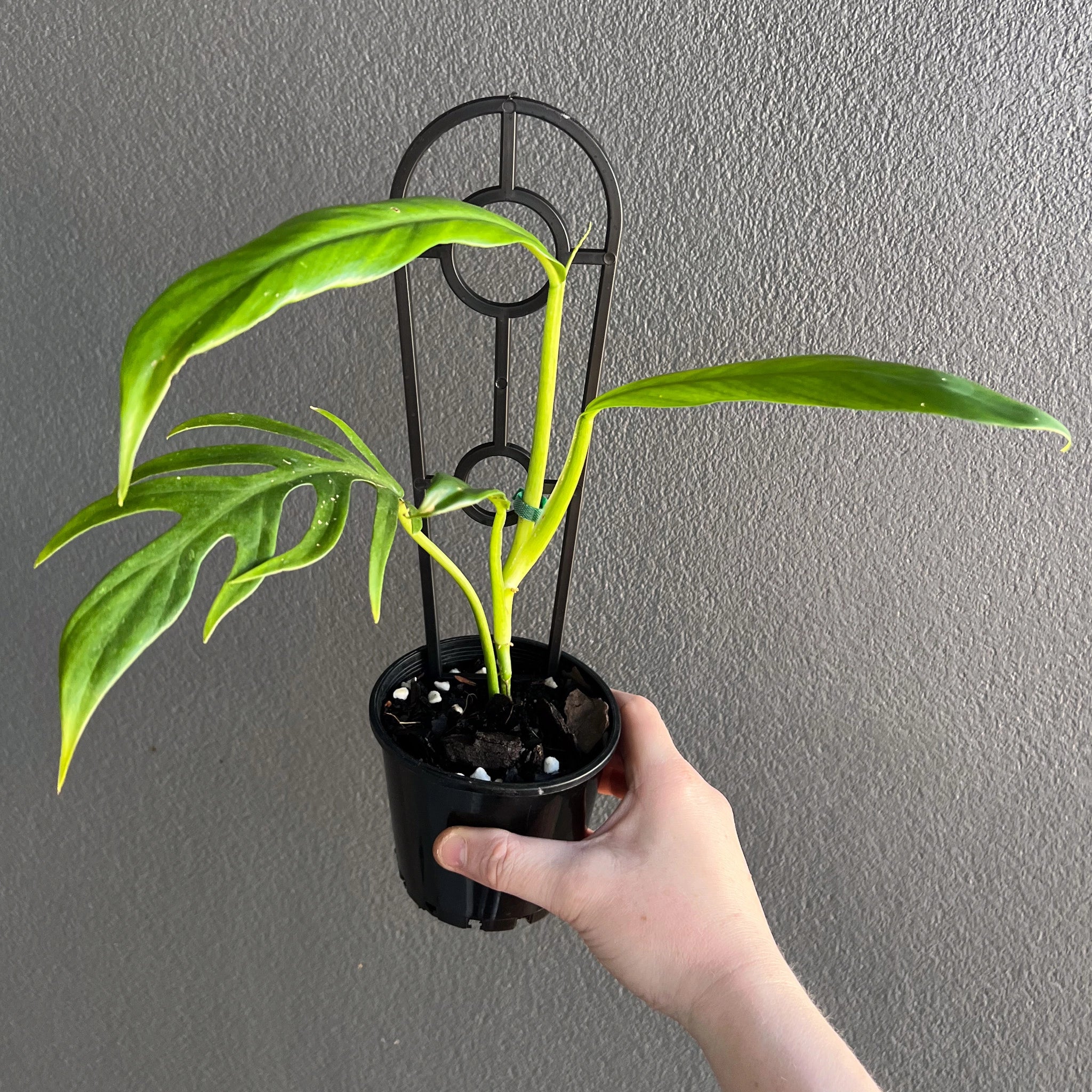 philodendron elegans australia Buy Philodendron Elegans