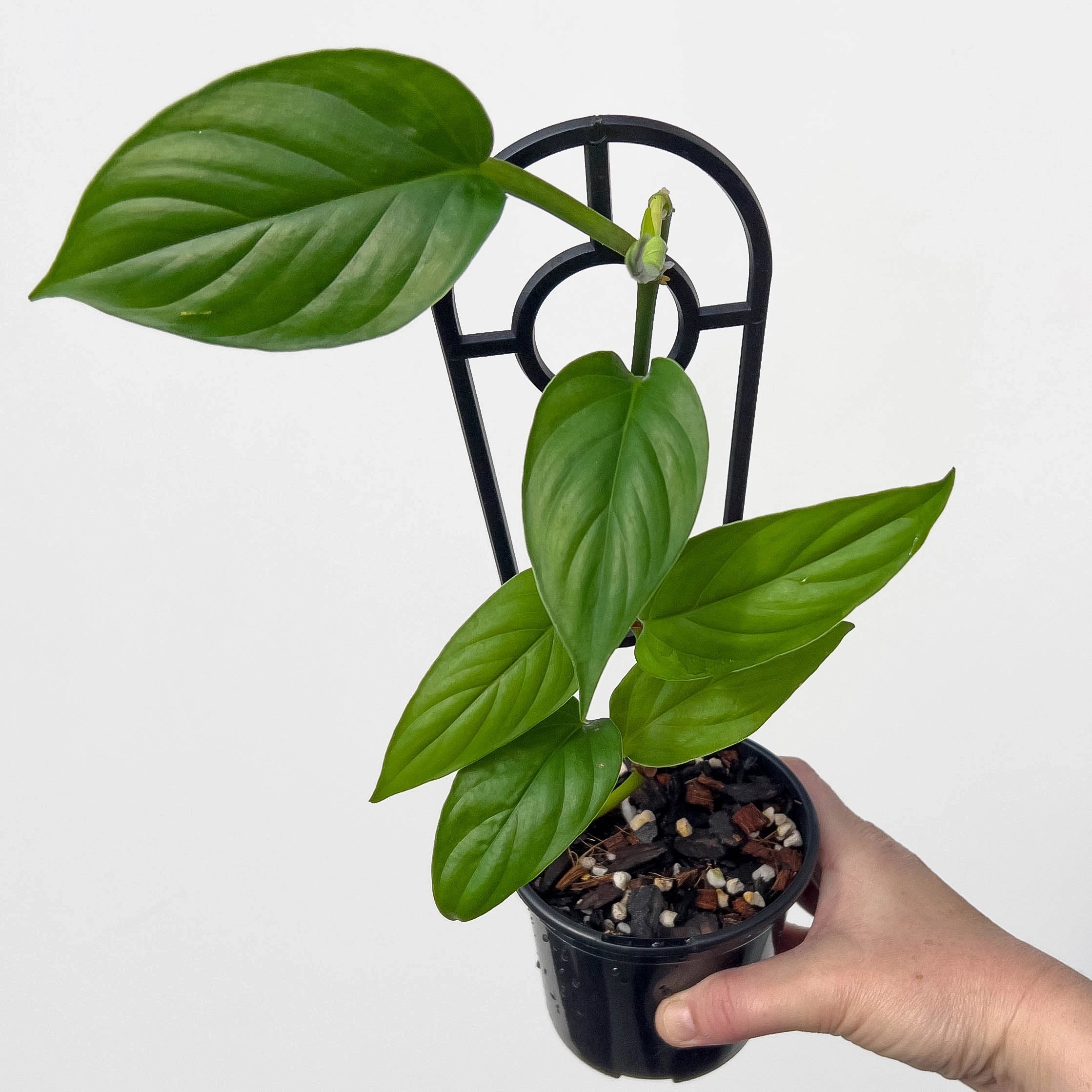 climbing philodendron australia Philodendron ernestii