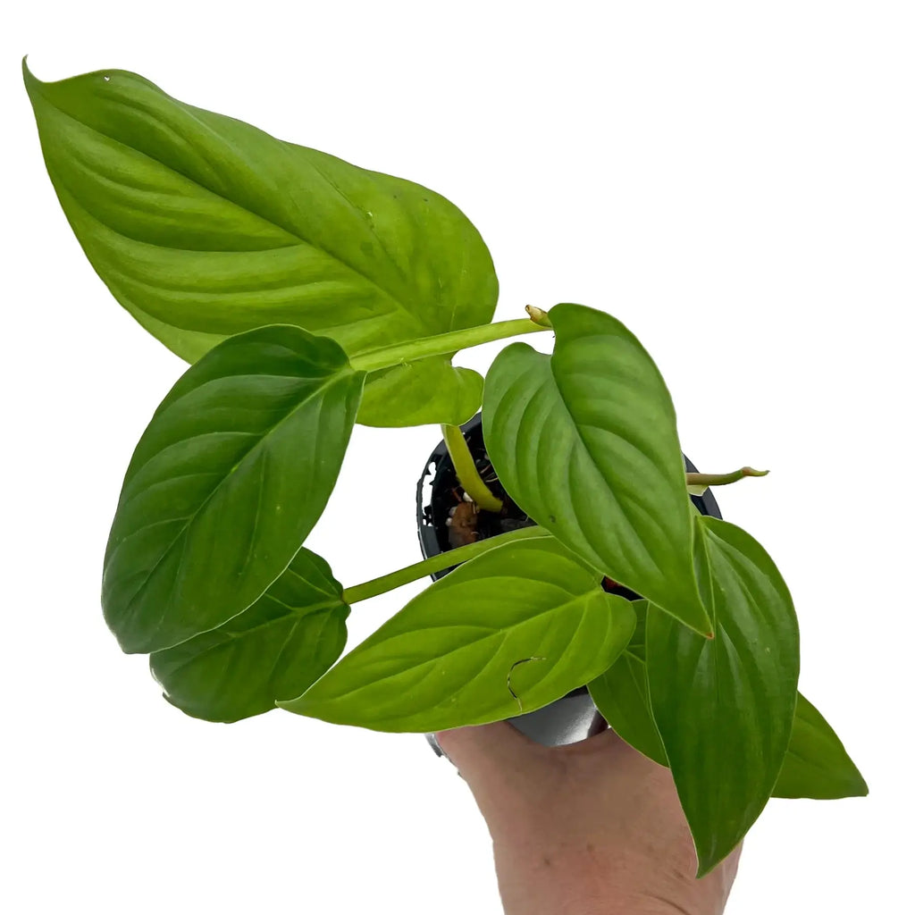 Philodendron ernestii plant with glossy green leaves held in a hand, perfect for indoor plant enthusiasts. Chalet Boutique, Australia.