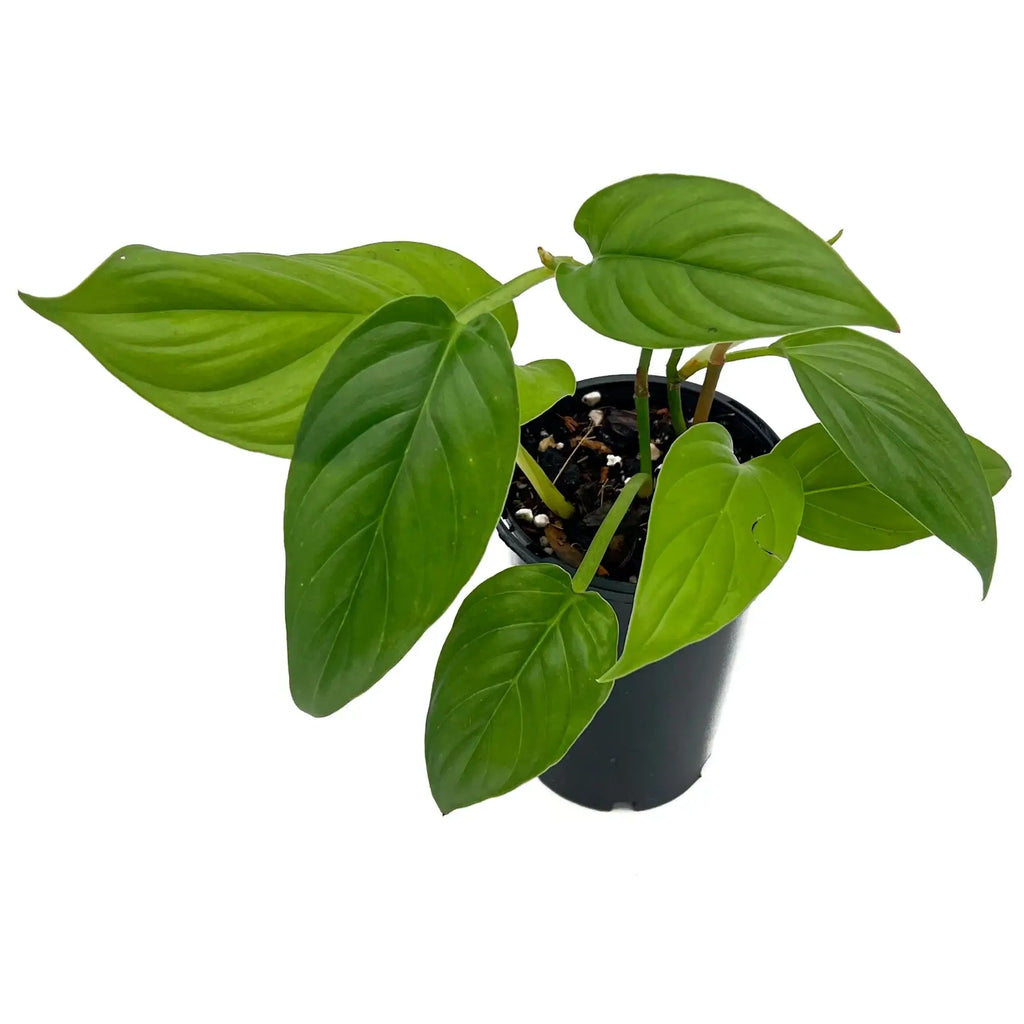 Philodendron ernestii with glossy green, lanceolate leaves in a black pot, perfect for indoor plant enthusiasts. Chalet Boutique, Australia.