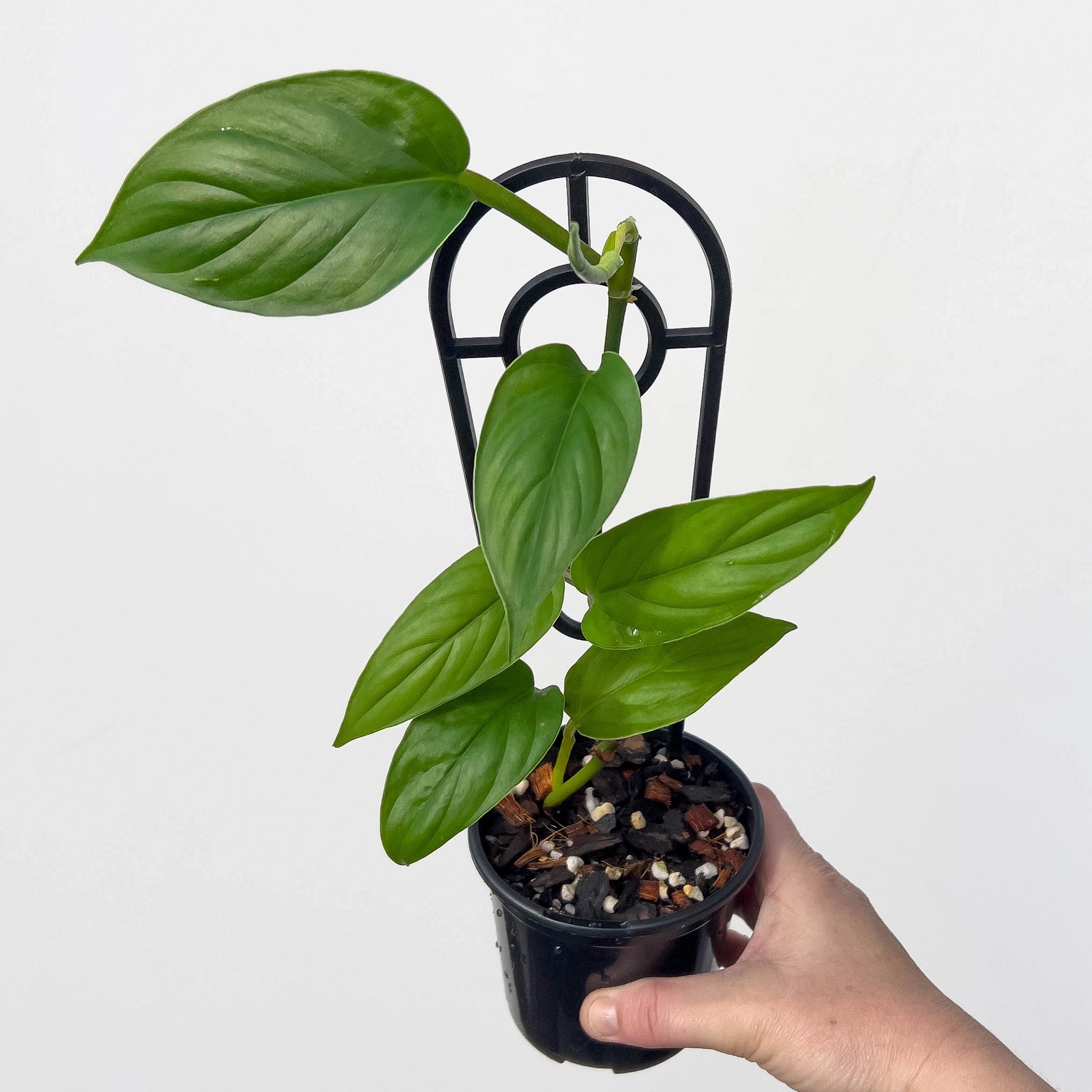 ernestii philodendron Philodendron ernestii
