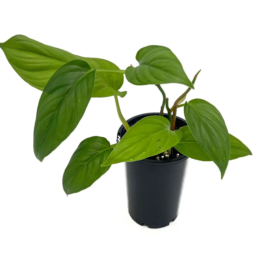 Philodendron ernestii indoor plant with glossy green lanceolate leaves in a black nursery pot, available at Chalet Boutique, Australia.