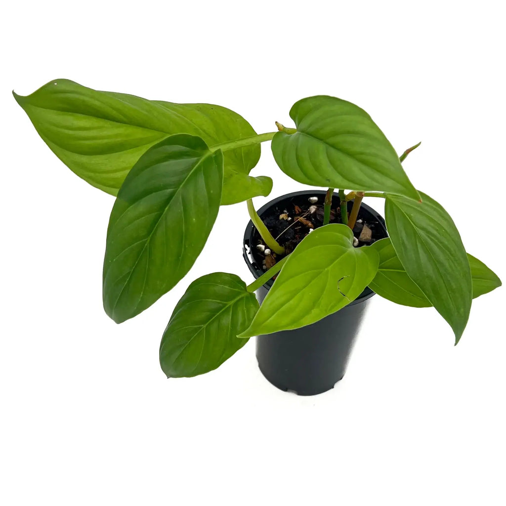 Philodendron ernestii with glossy green lanceolate leaves in a black pot, perfect rare indoor plant for your collection. Chalet Boutique, Australia.