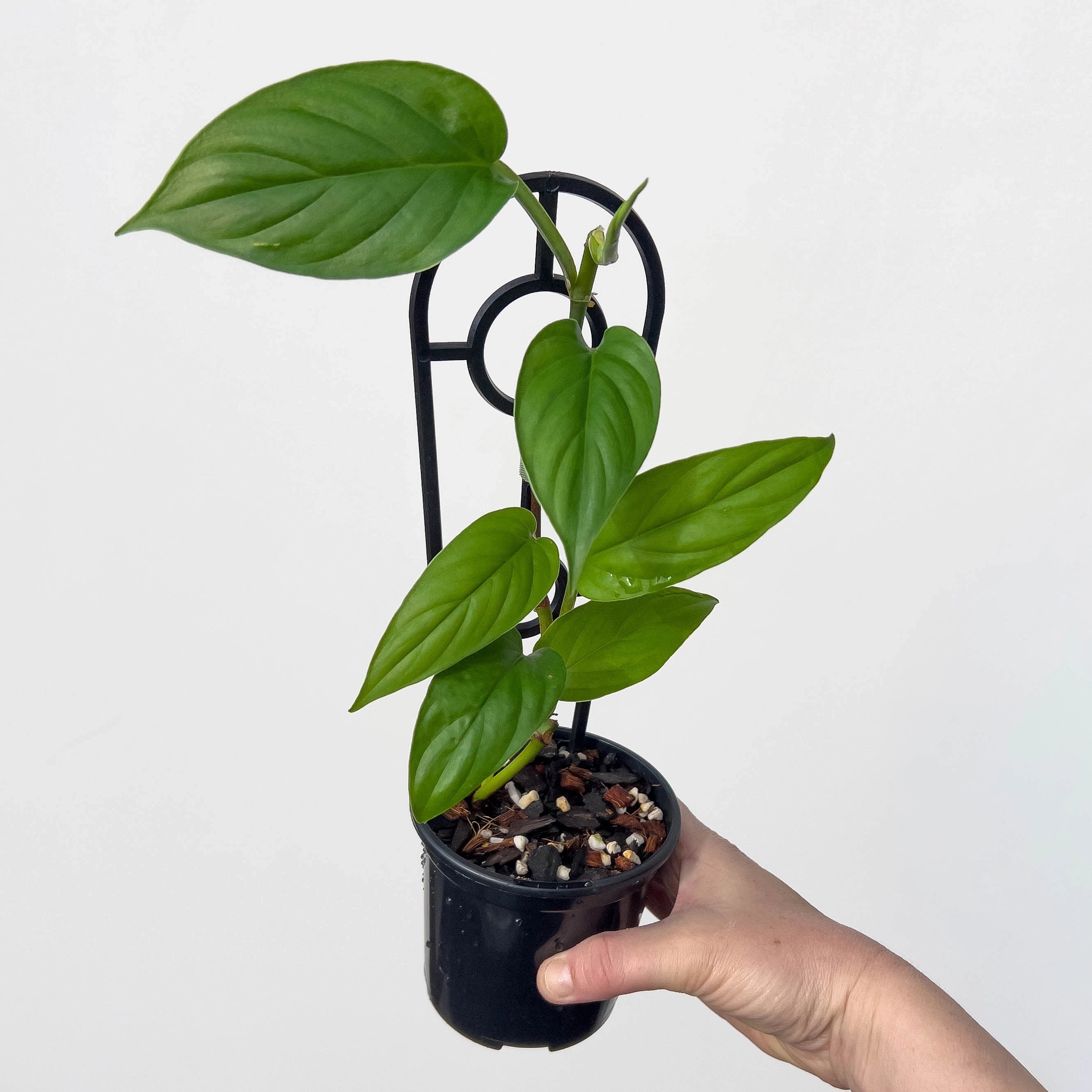 philodendron ernestii care Philodendron ernestii