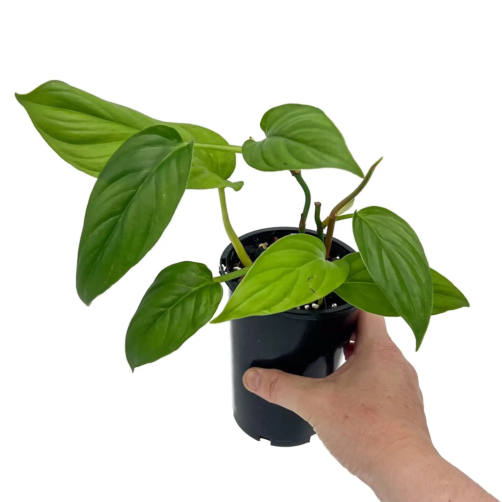 Philodendron ernestii indoor plant in black pot, showcasing lush green lanceolate leaves, Chalet Boutique, Australia.