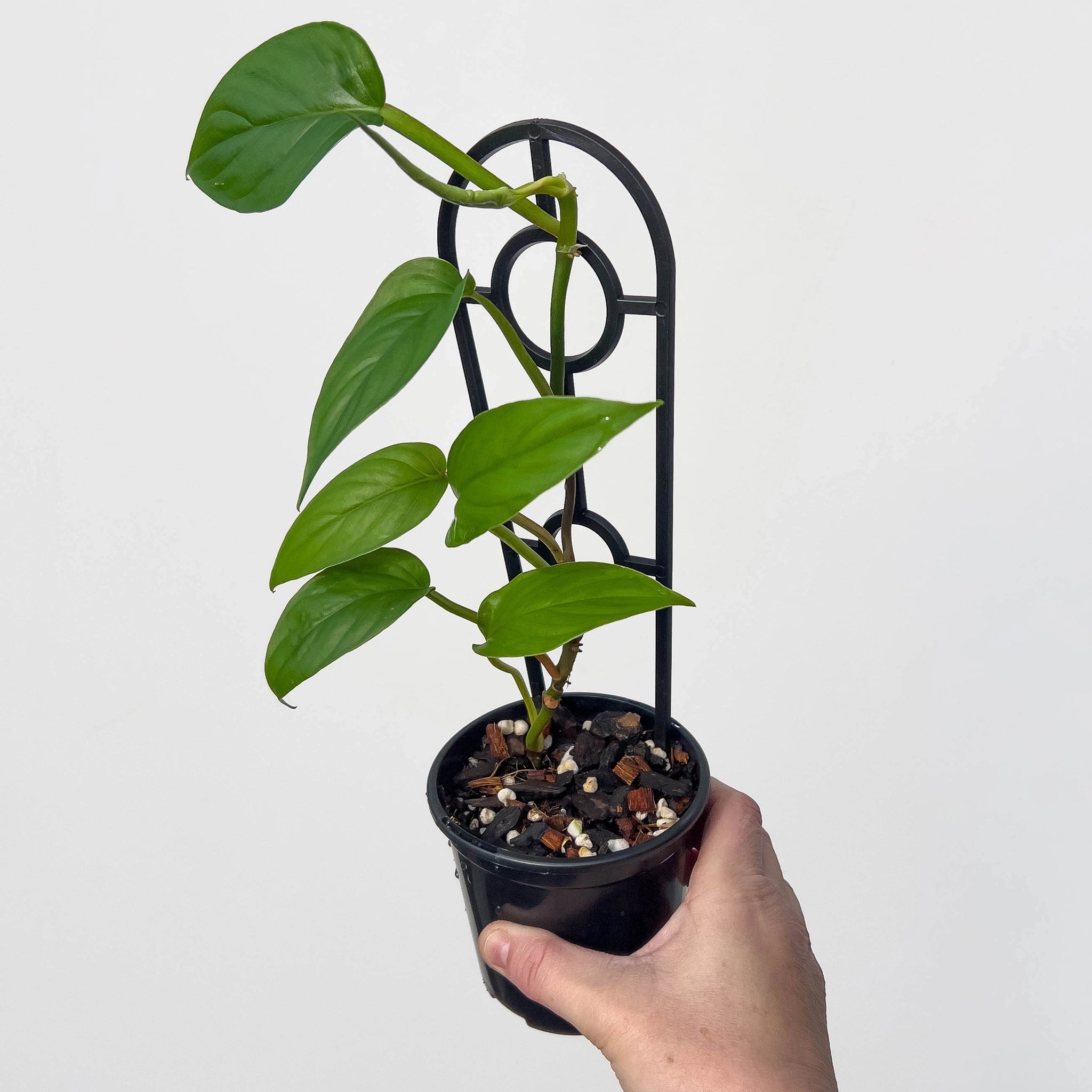 Philodendron ernestii