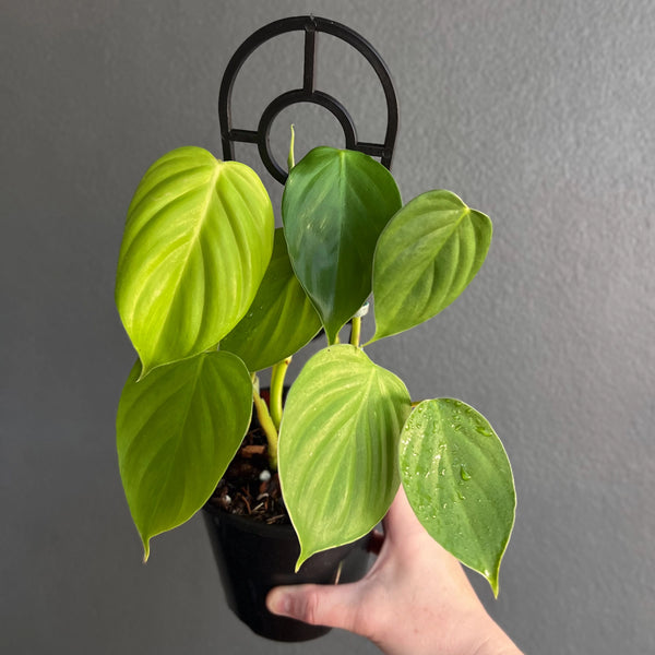 philodendron eximium houseplant Buy Philodendron Eximium