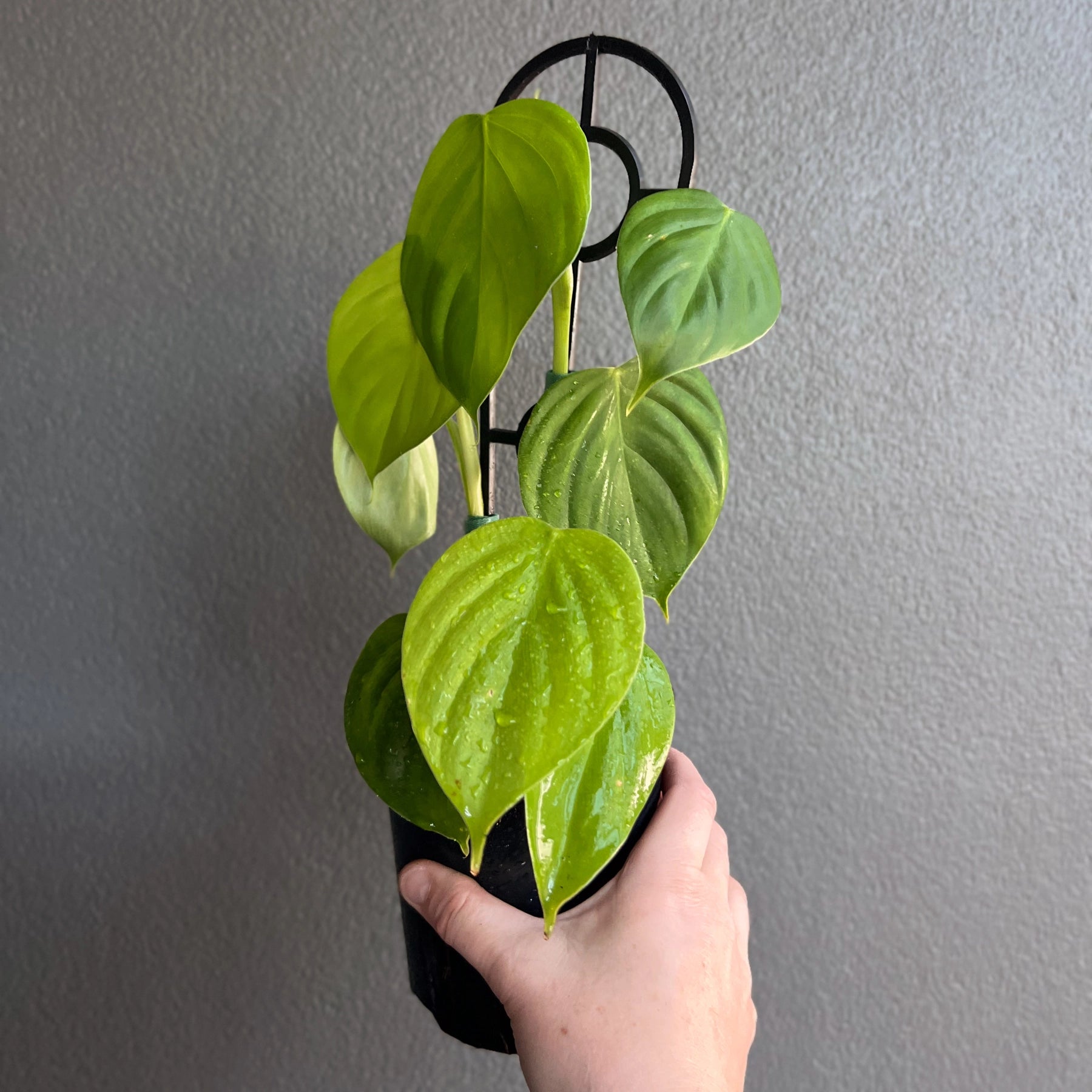 philodendron eximium houseplant Buy Philodendron Eximium