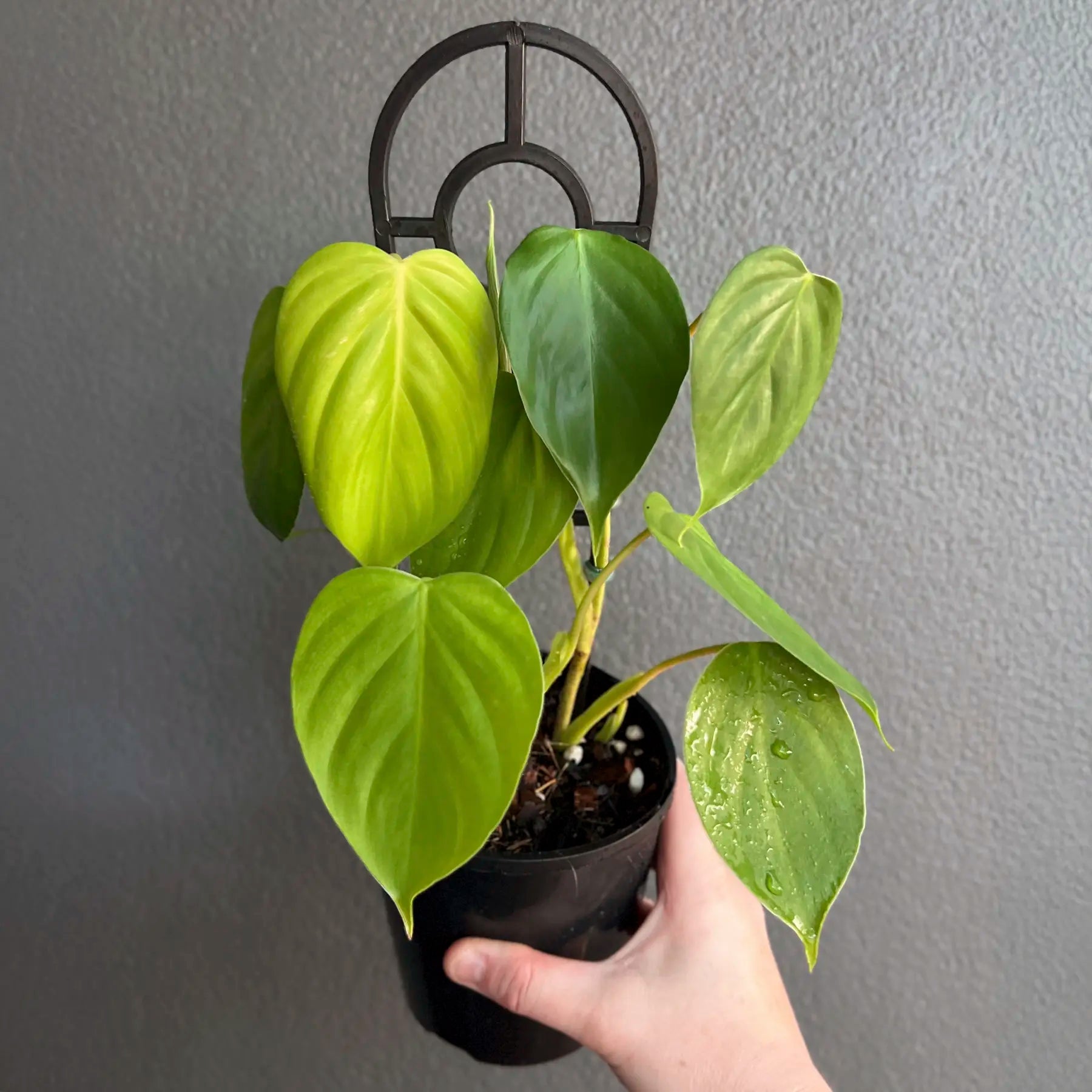 Buy Philodendron Eximium