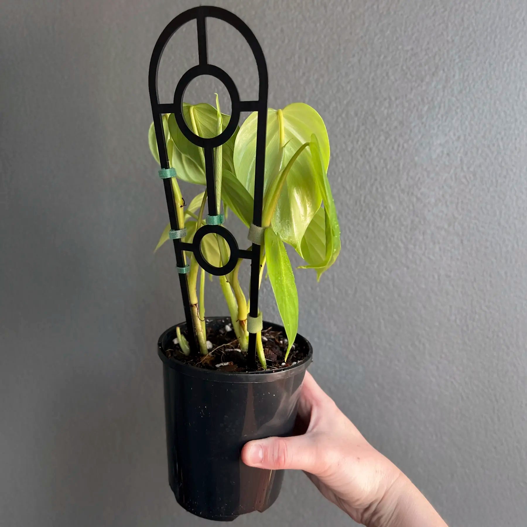 philodendron eximium houseplant Buy Philodendron Eximium