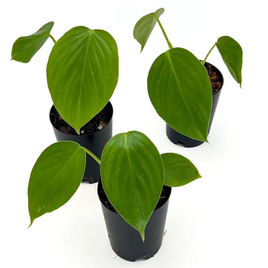 Three Philodendron eximium plants with large, glossy heart-shaped leaves in black nursery pots. Chalet Boutique, Australia.