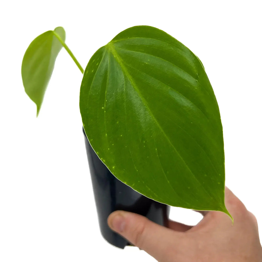 Philodendron eximium showcasing large, glossy, heart-shaped leaves in a black pot, ideal for indoor plant enthusiasts. Chalet Boutique, Australia.