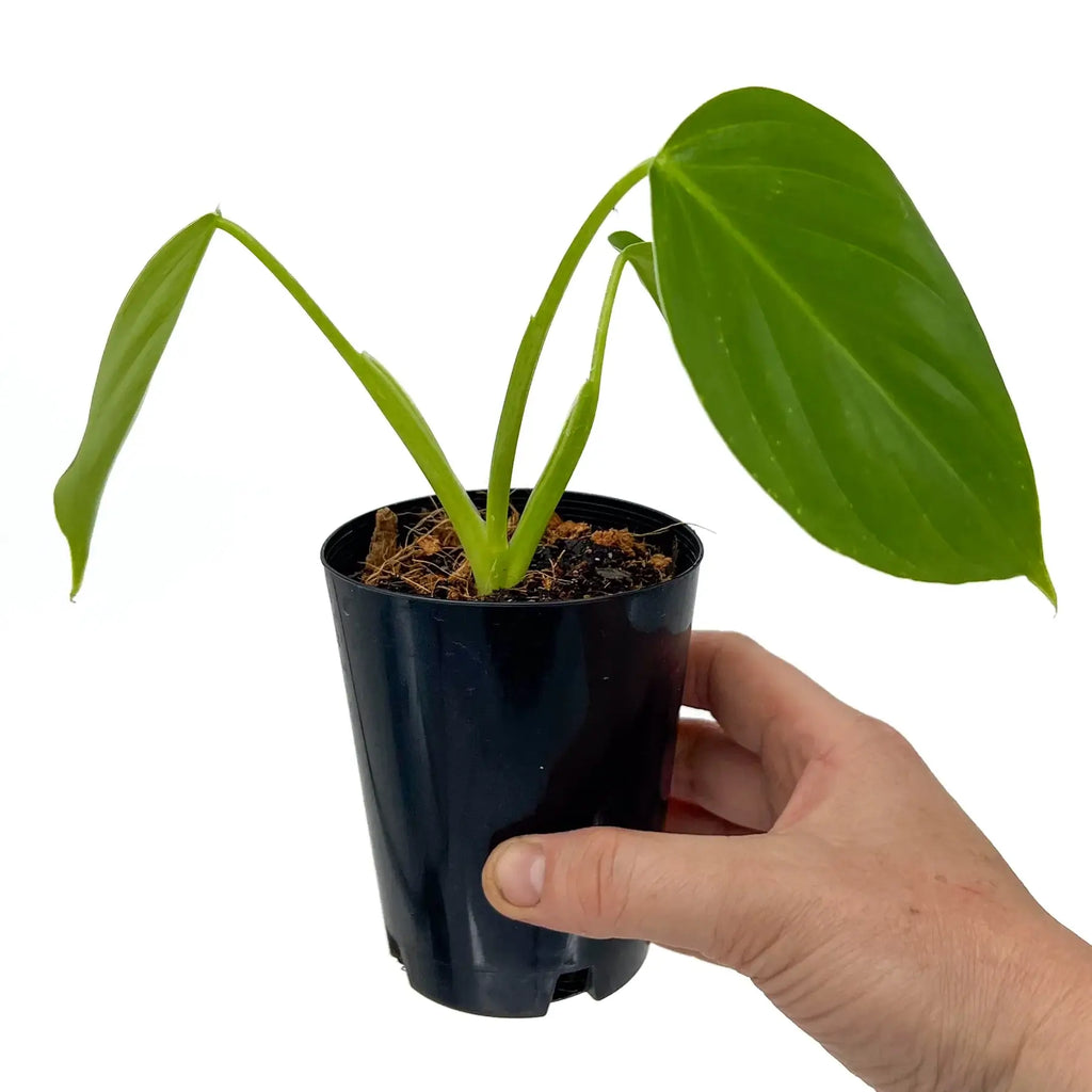 Philodendron eximium in pot, featuring large, glossy green leaves, perfect for indoor plant collections. Chalet Boutique, Australia.