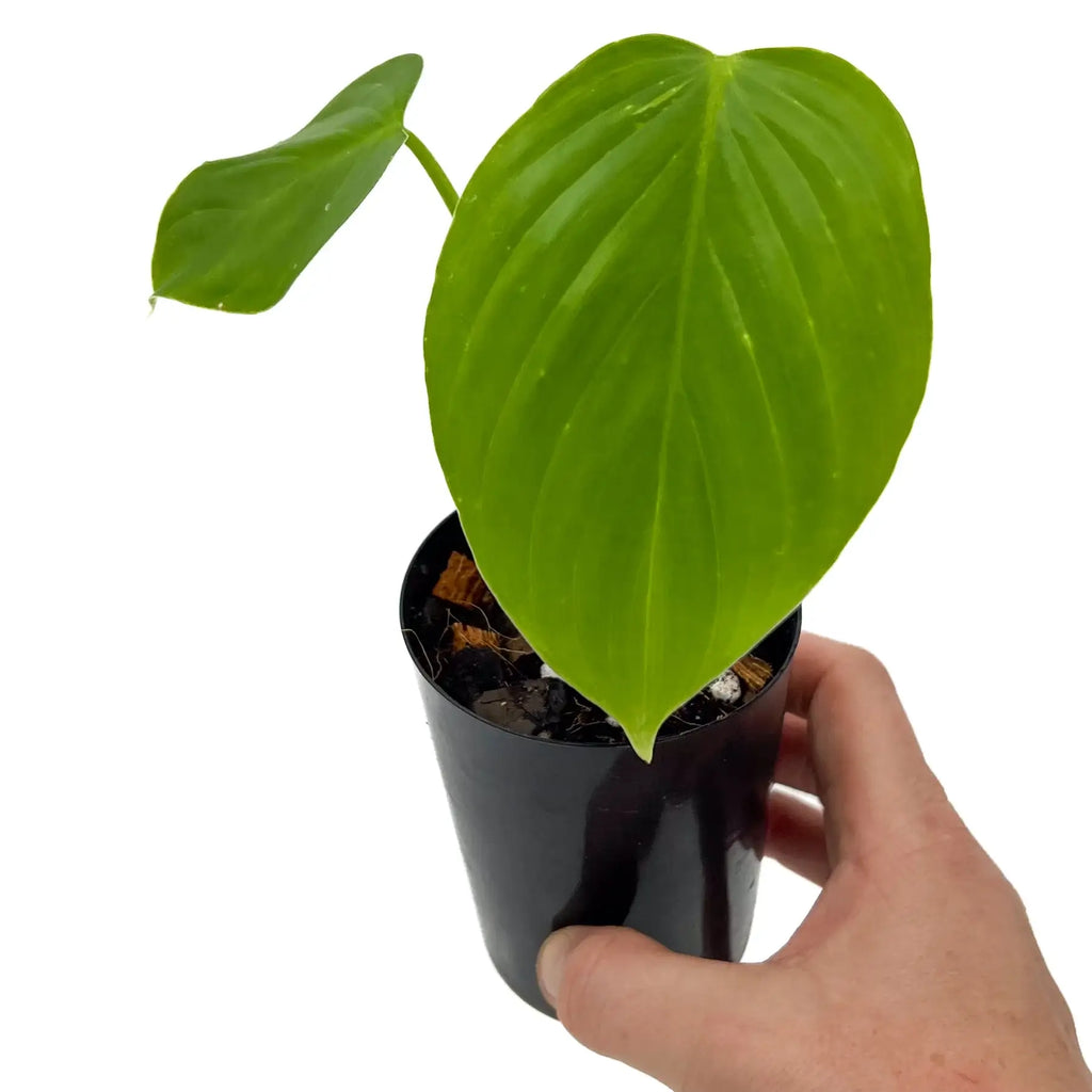 Philodendron eximium with large green leaves in a black pot, a perfect addition to any indoor plant collection. Chalet Boutique, Australia.