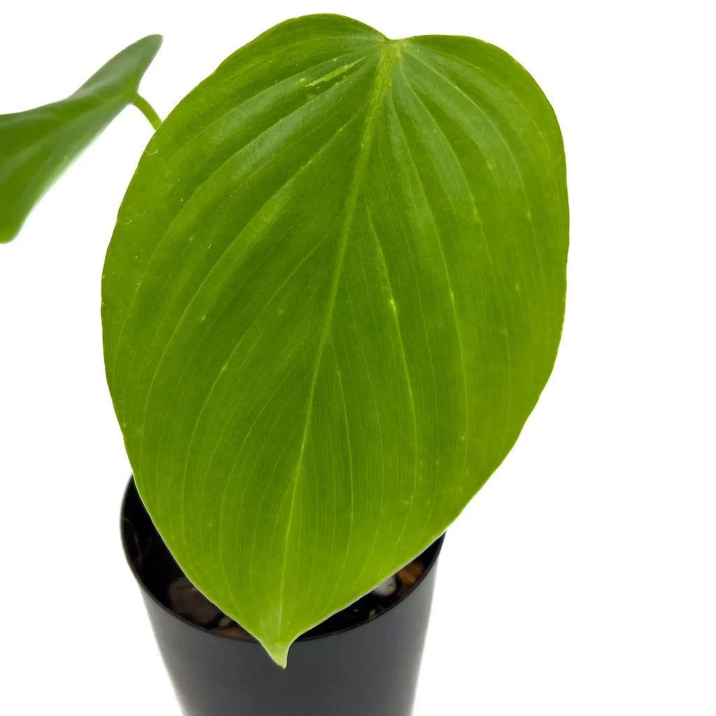 Close-up of a Philodendron eximium leaf with glossy, heart-shaped green foliage, ideal for indoor plant collectors. Chalet Boutique, Australia.