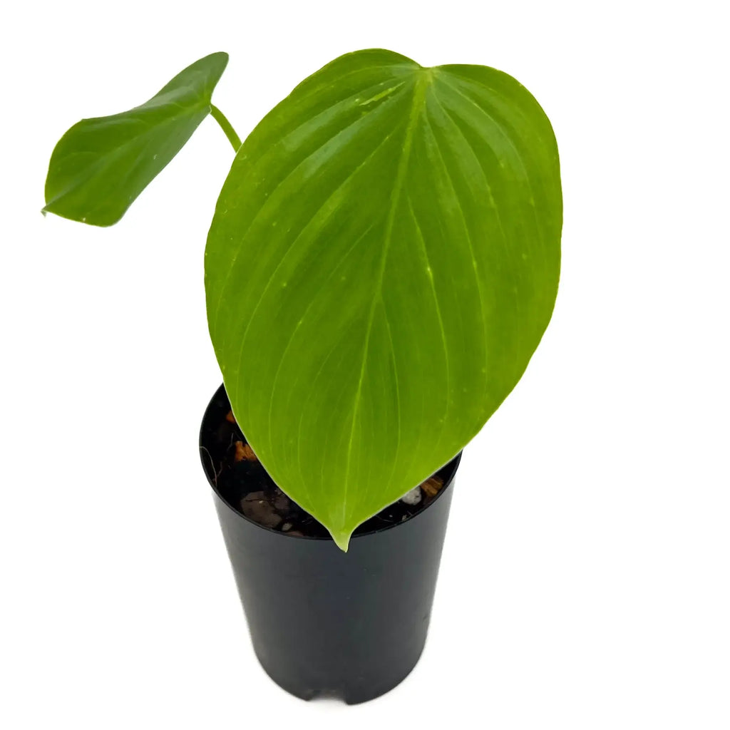 Philodendron eximium with large, glossy heart-shaped leaves in black pot, perfect for indoor plant collections. Chalet Boutique, Australia.