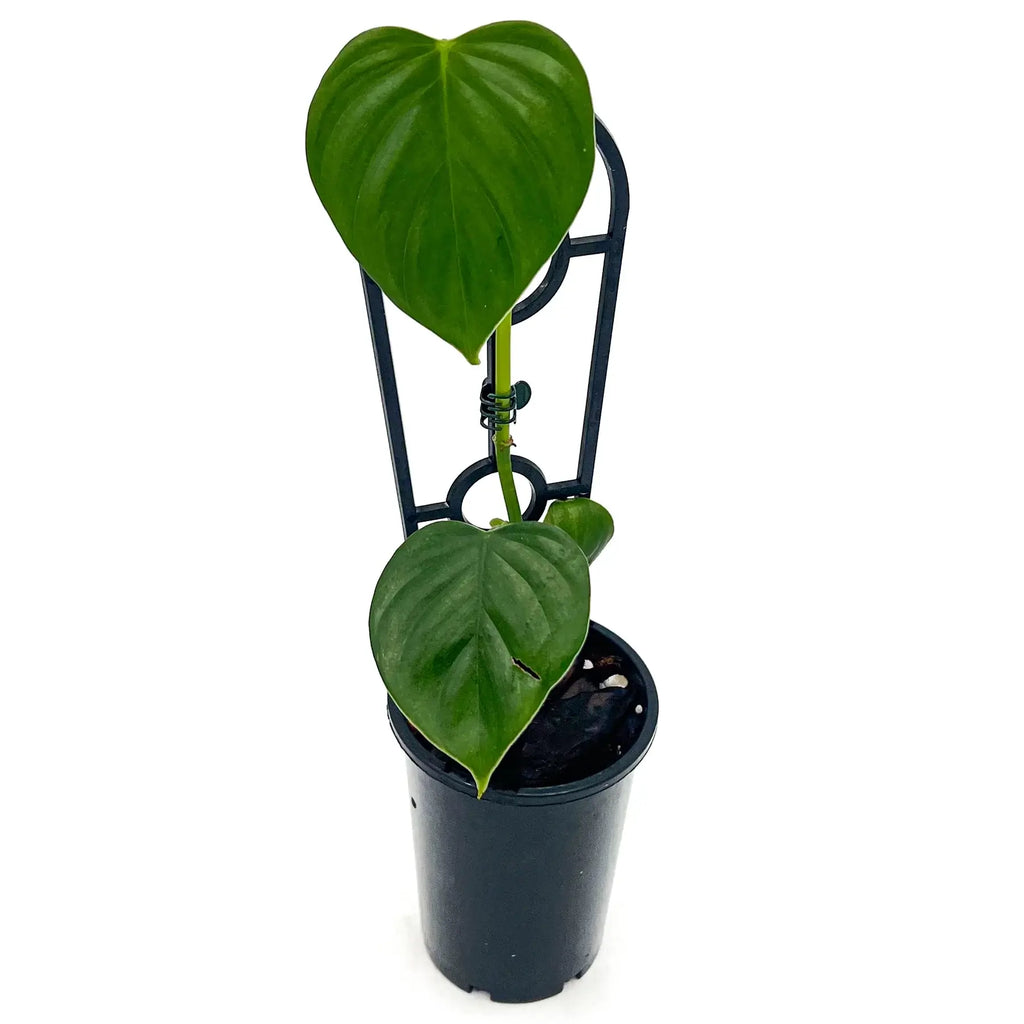 Philodendron eximium with large glossy heart-shaped leaves in a black pot, perfect for indoor plant lovers. Chalet Boutique, Australia.