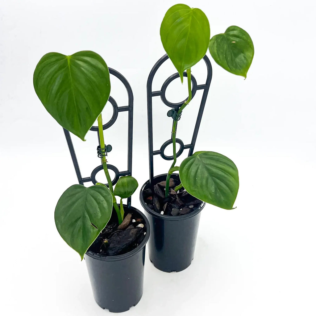 Philodendron eximium with glossy heart-shaped leaves in pots, perfect for rare indoor plant collections. Chalet Boutique, Australia.