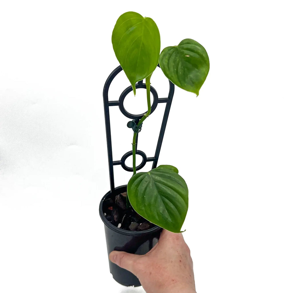 Young Philodendron eximium with large glossy leaves, held next to a support stake, showcasing its tropical beauty. Chalet Boutique, Australia.