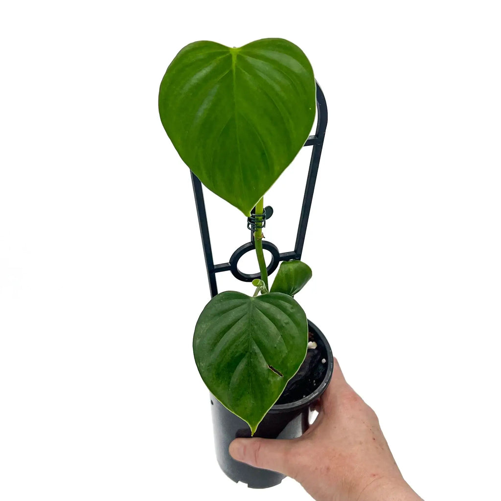 Large, glossy heart-shaped leaves of Philodendron eximium held in hand, showcasing its tropical appeal. Chalet Boutique, Australia.