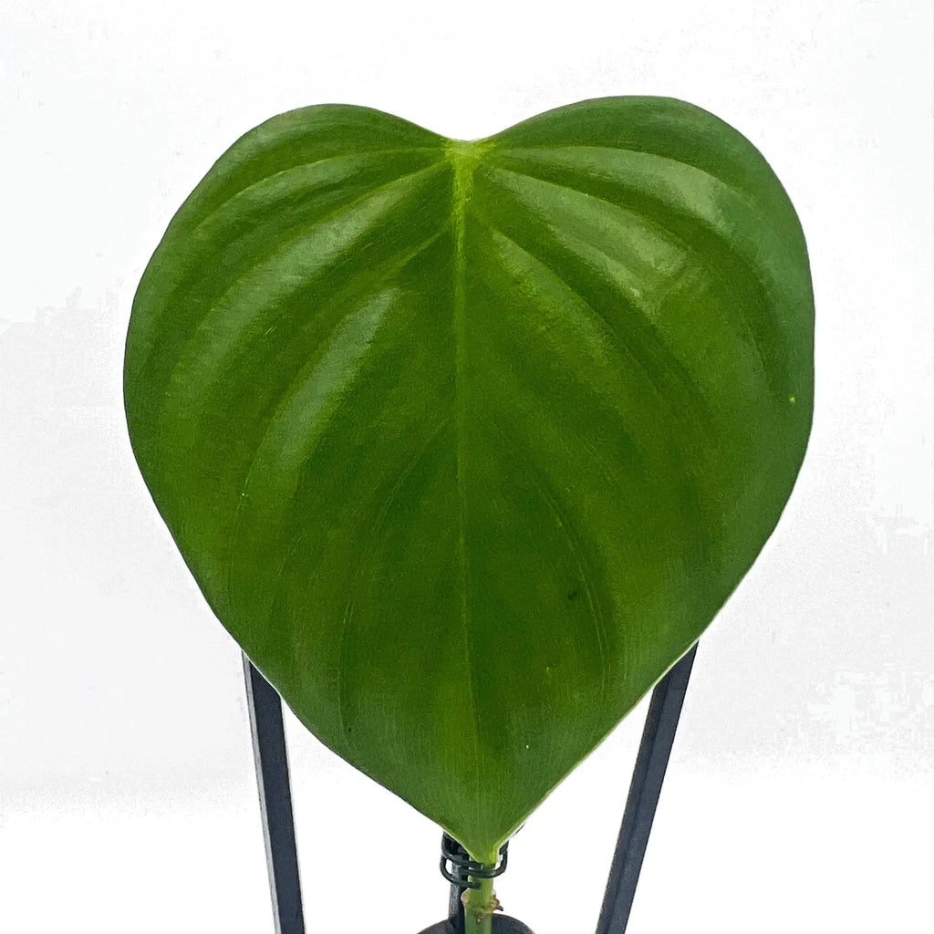 Large, glossy heart-shaped leaf of Philodendron eximium showcasing deep green colour and prominent veins. Chalet Boutique, Australia.