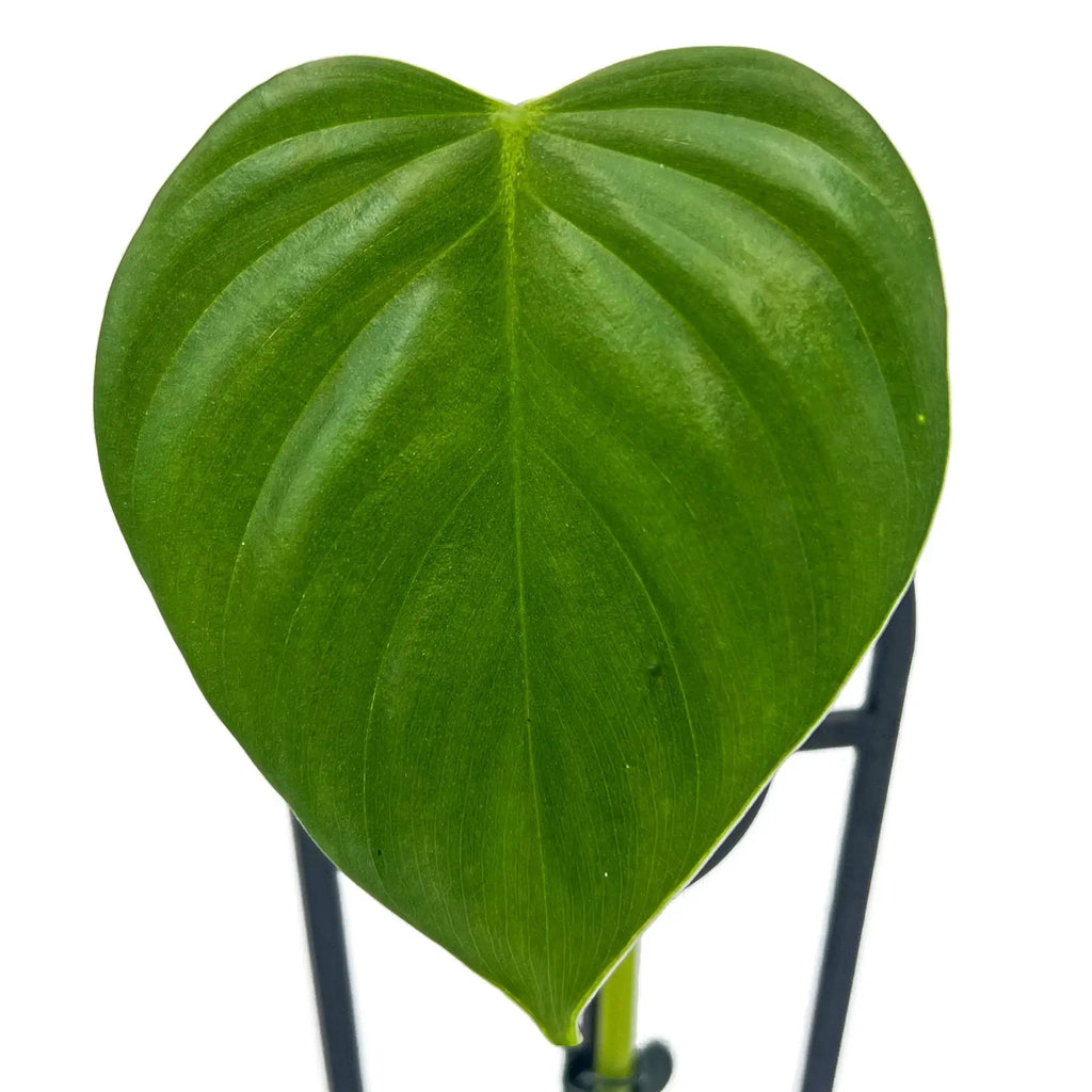 Large heart-shaped leaf of Philodendron eximium, showcasing glossy green texture, perfect for indoor spaces. Chalet Boutique, Australia.