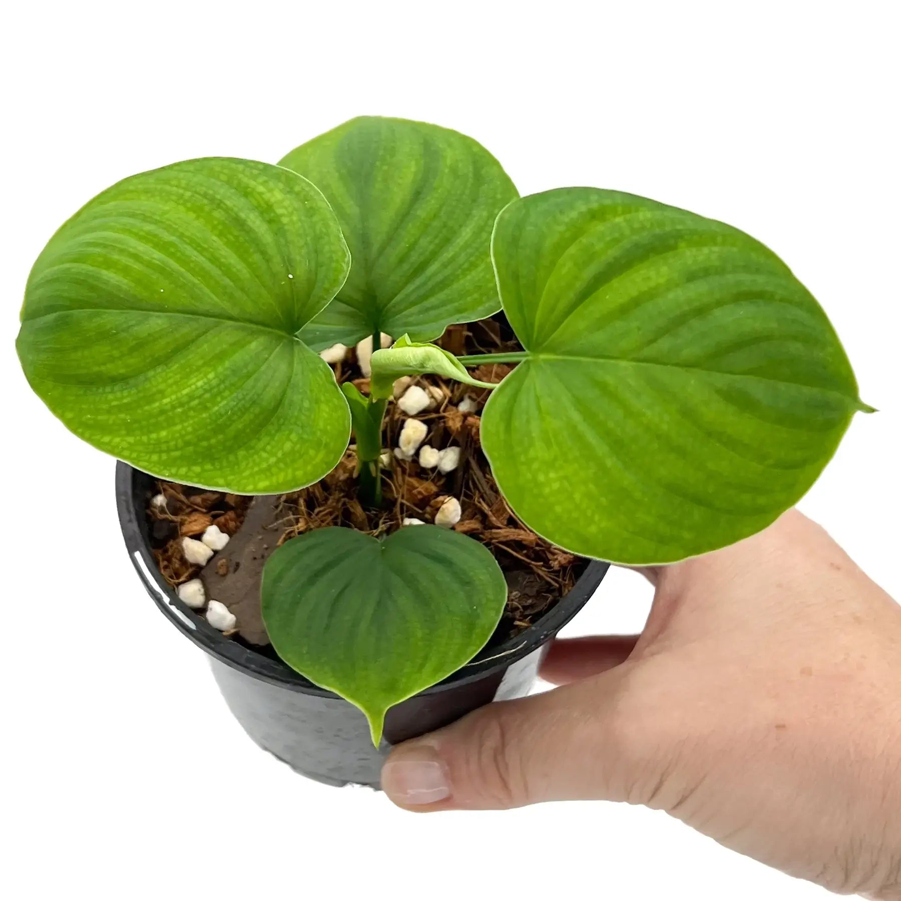 Philodendron fibraecataphyllum