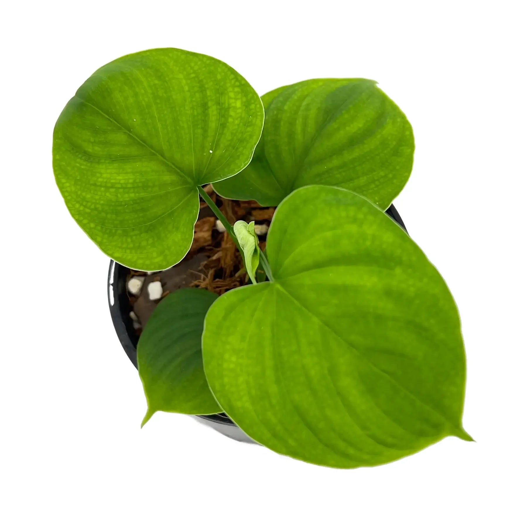 philodendron fibraecataphyllum care Philodendron fibraecataphyllum