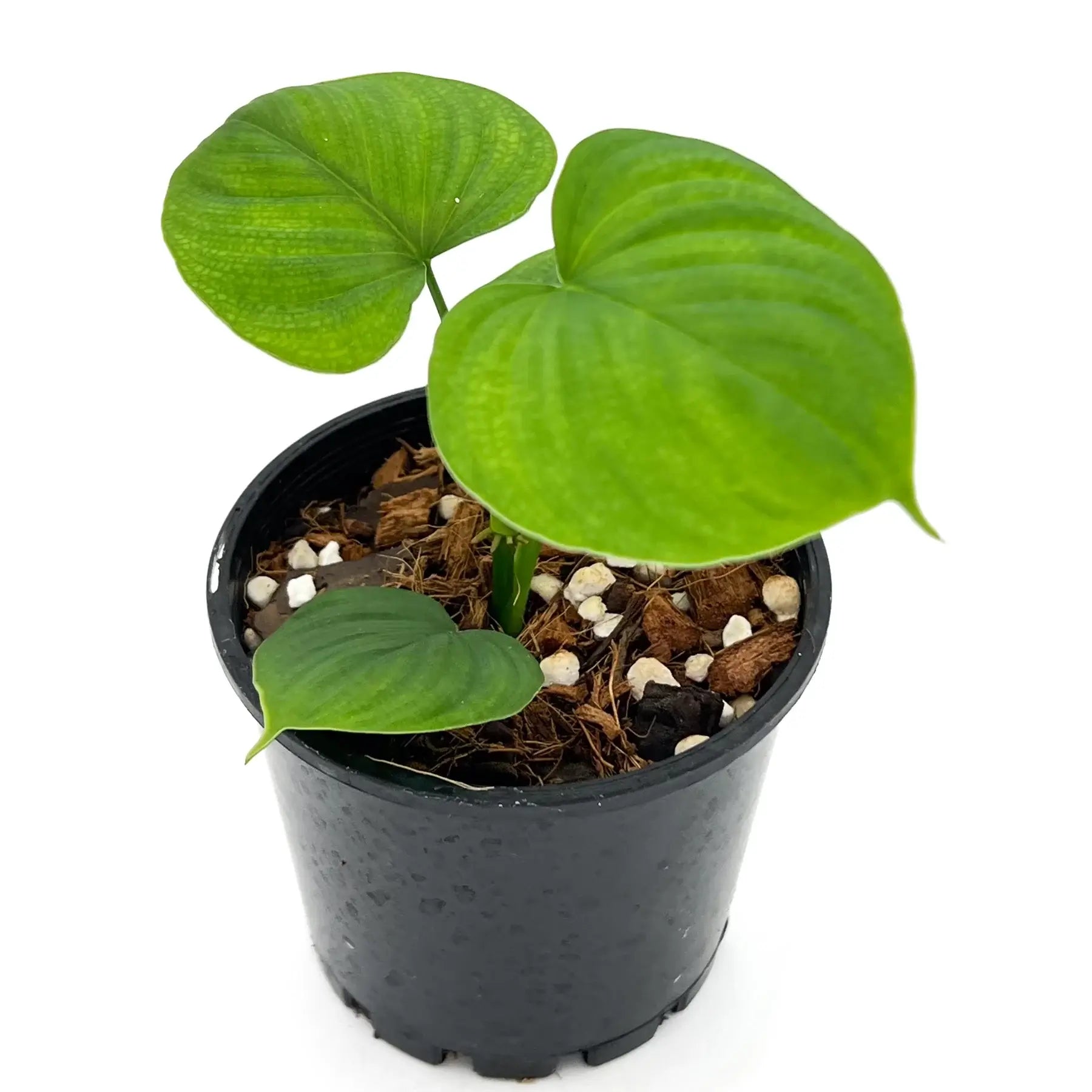 Philodendron fibraecataphyllum