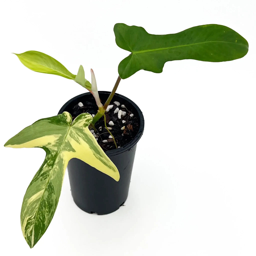 Philodendron Florida Beauty with unique variegated leaves in a nursery pot. Buy rare indoor plants online at Chalet Boutique, Australia.